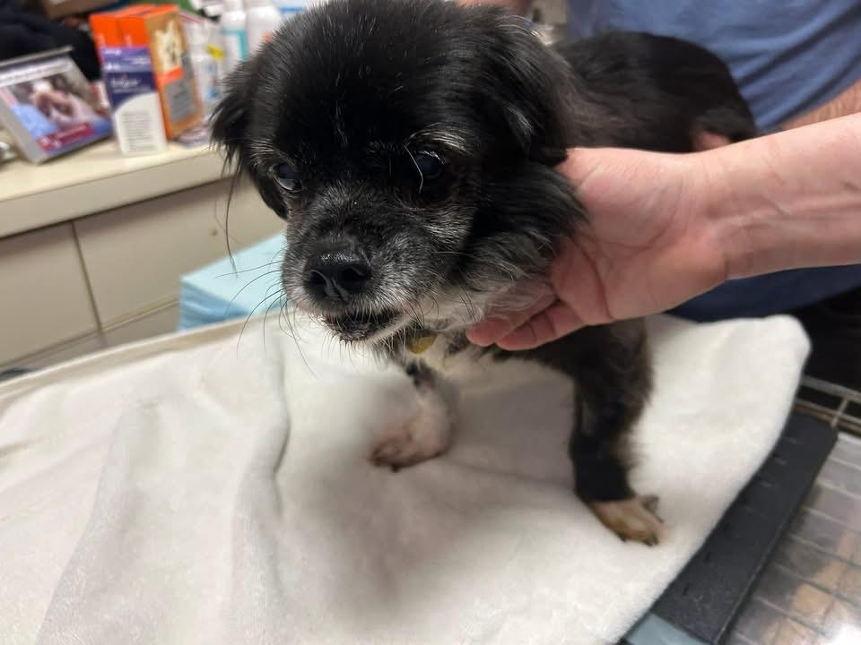 Della- HOSPICE, adopted, Senior Female Pekingese & Pomeranian.