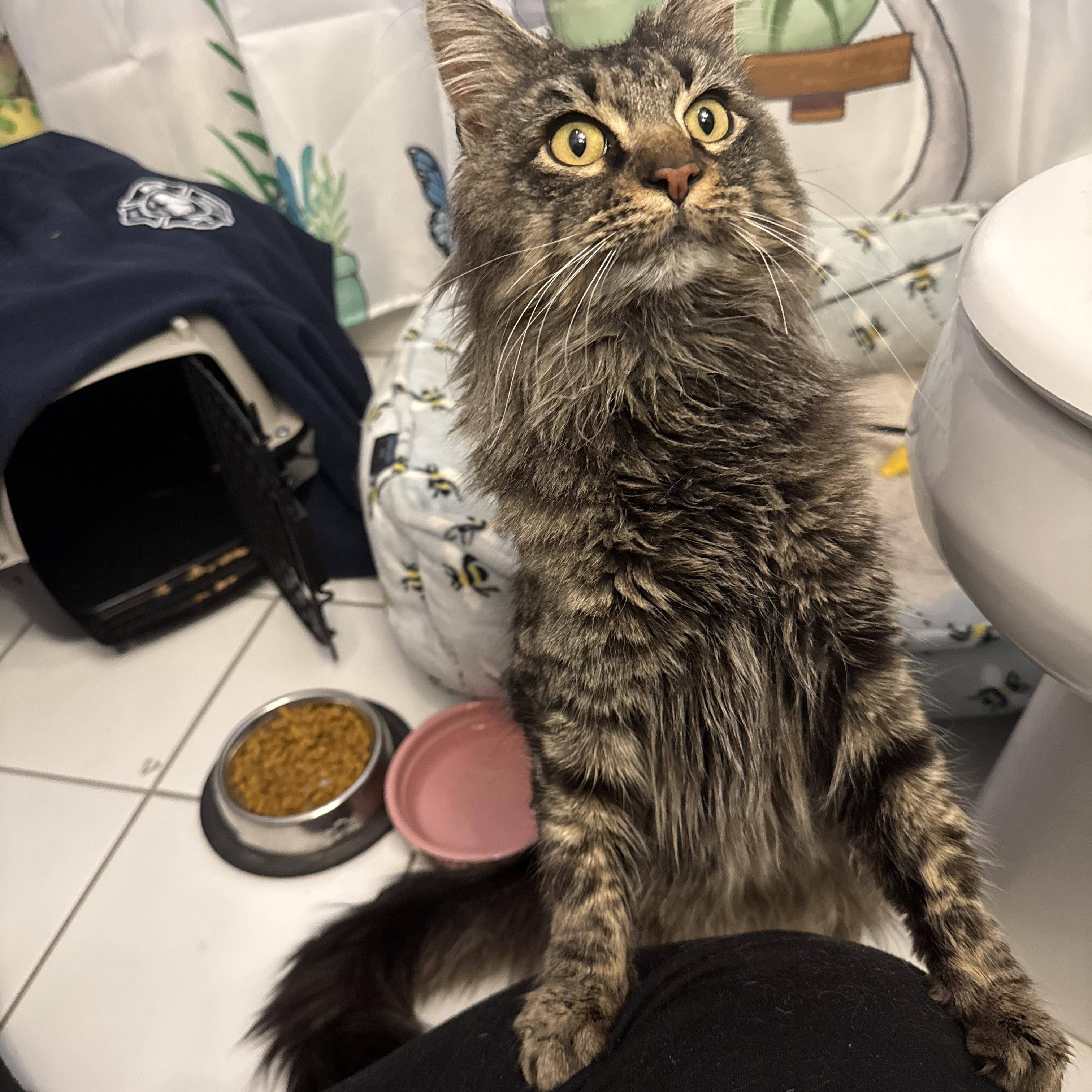 Enlarge Miso, an adopted mixed breed in Wanaque, NJ image 4/6