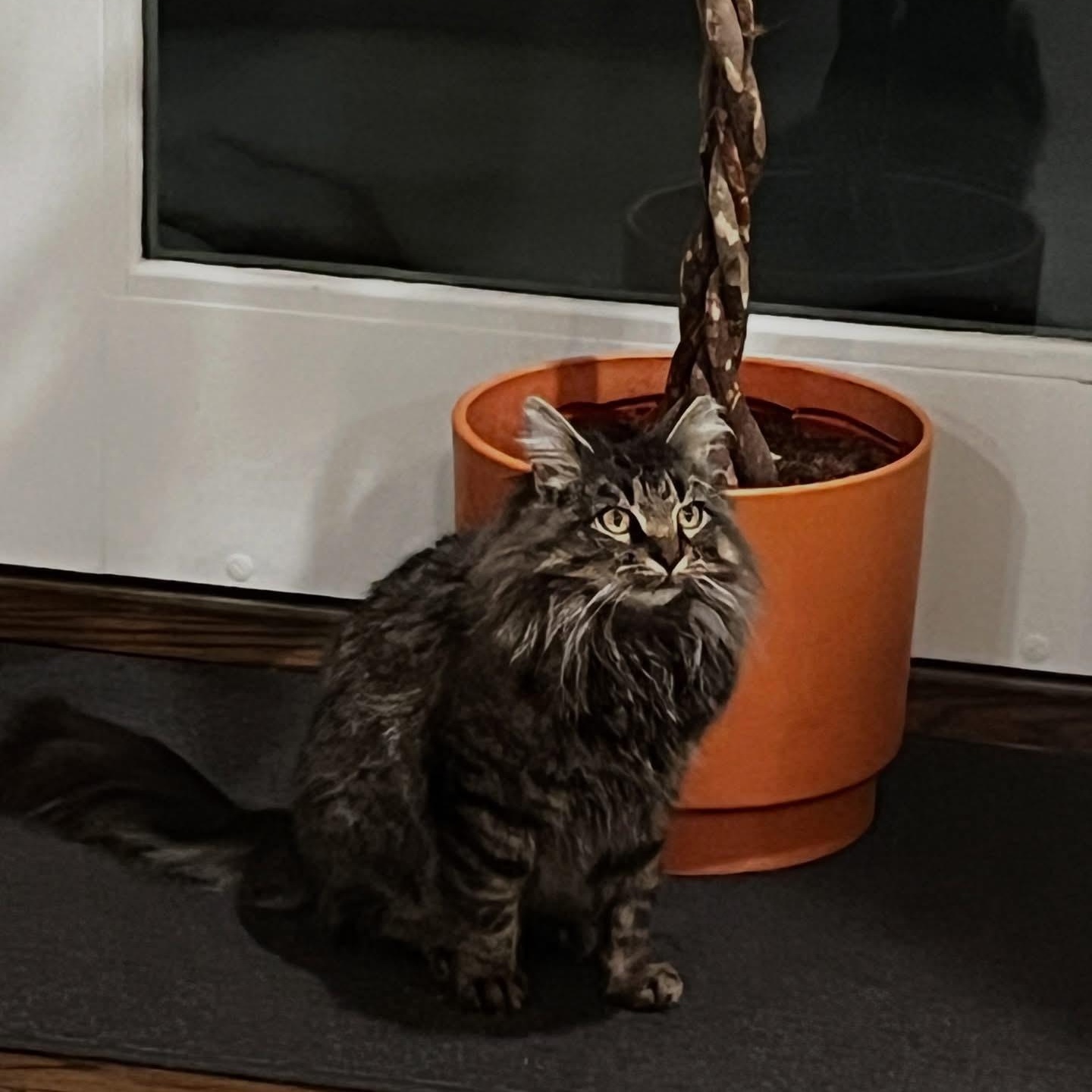 Enlarge Miso, an adopted mixed breed in Wanaque, NJ image 3/6