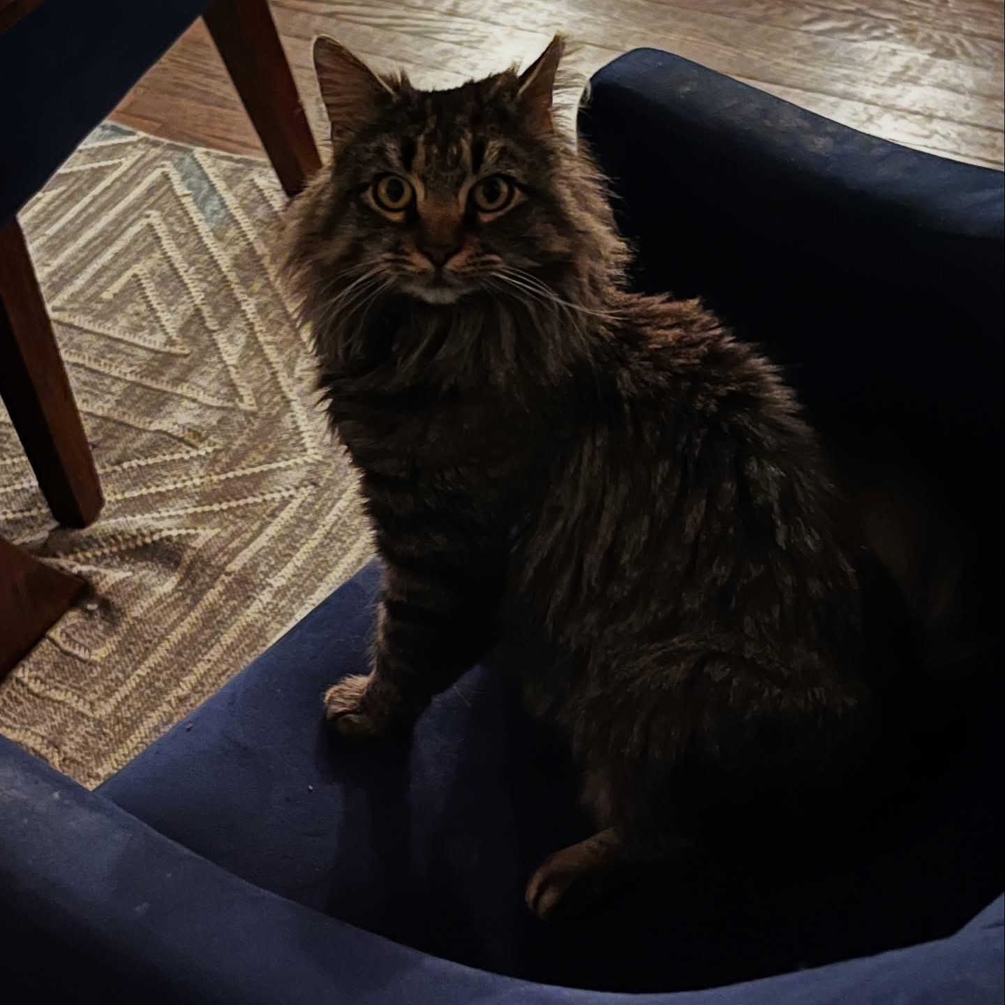 Enlarge Miso, an adopted mixed breed in Wanaque, NJ image 2/6