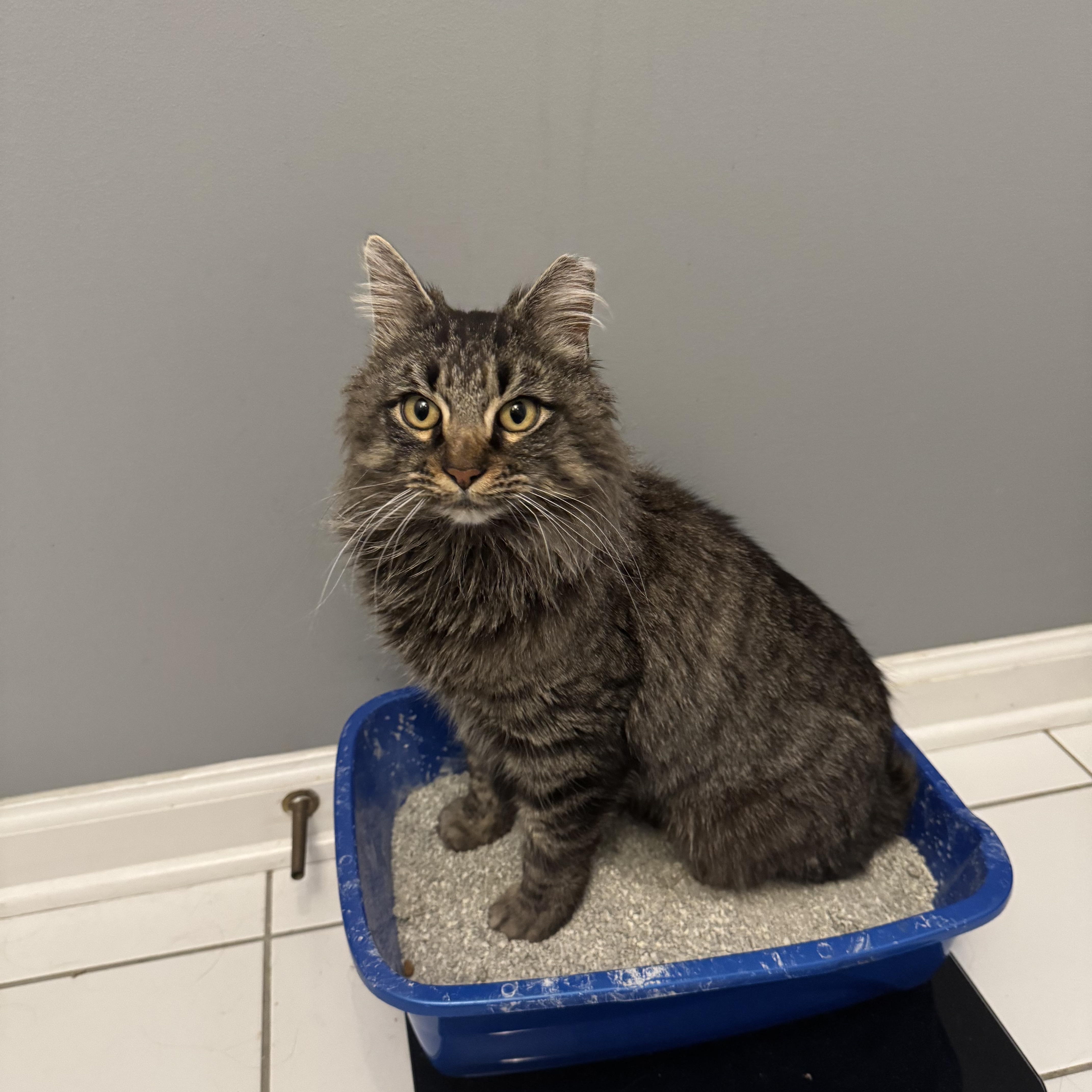 Enlarge Miso, an adopted mixed breed in Wanaque, NJ image 1/6