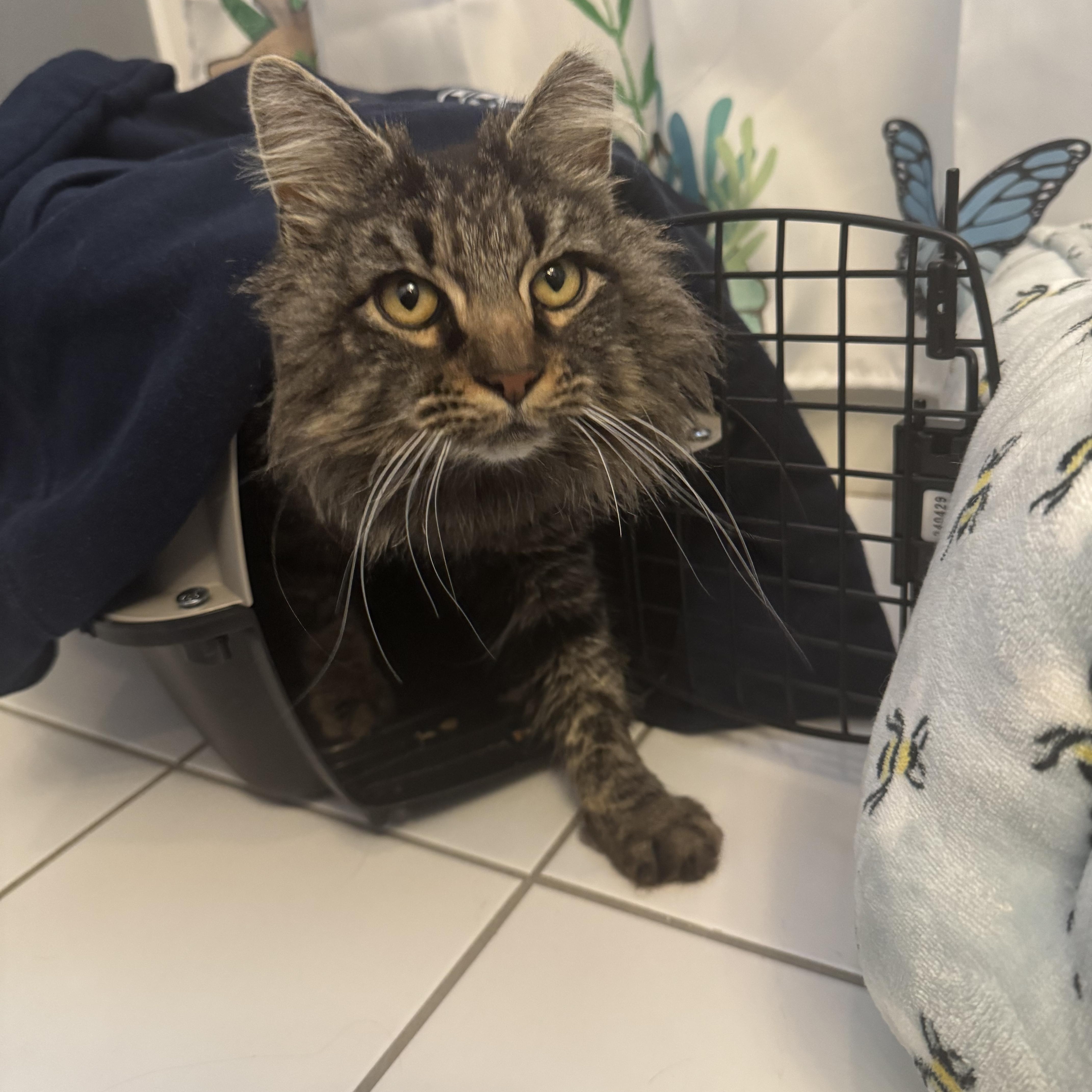 Enlarge Miso, an adopted mixed breed in Wanaque, NJ image 5/6