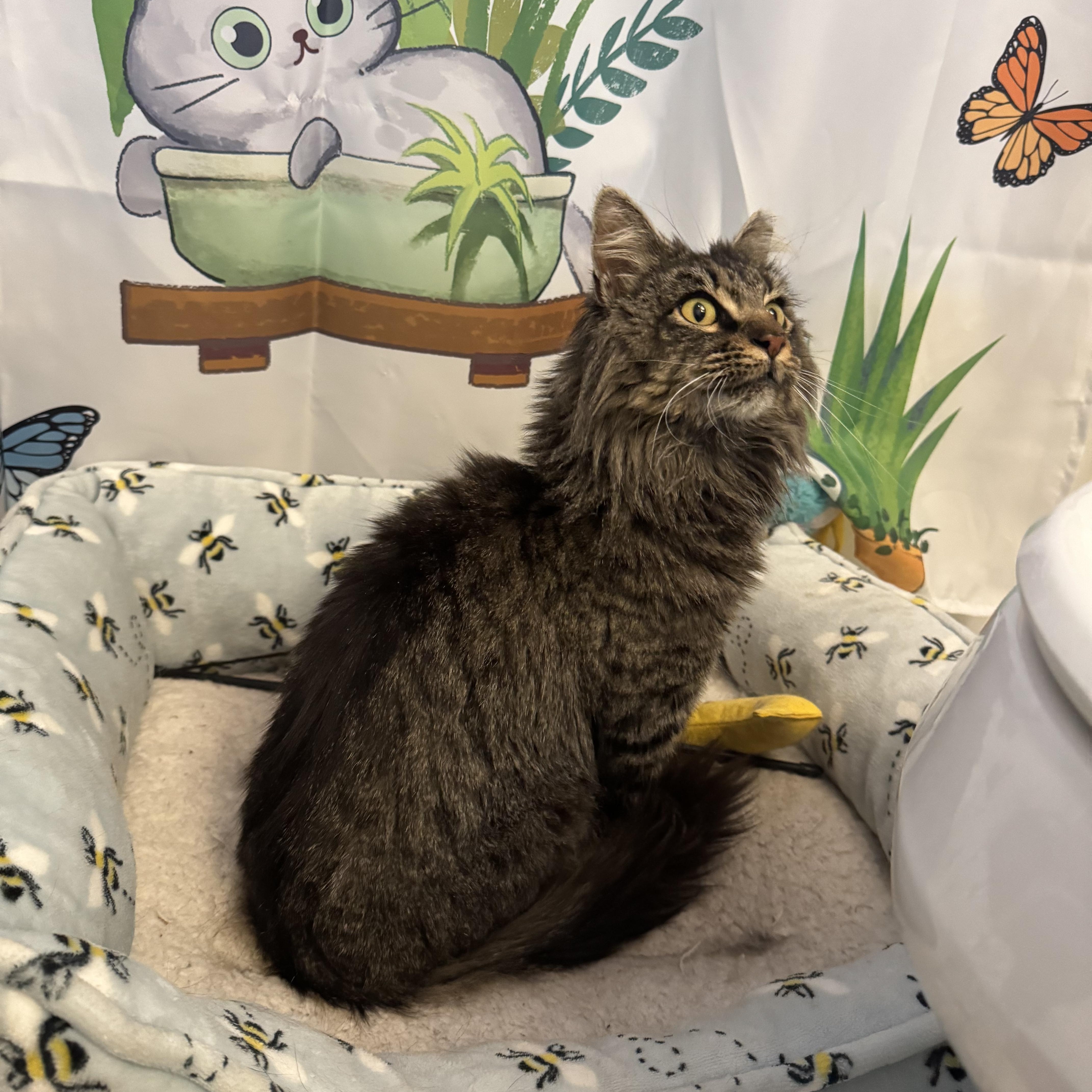 Enlarge Miso, an adopted mixed breed in Wanaque, NJ image 6/6