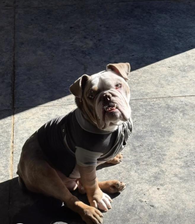 Enlarge Hopper, a Adoptable American Bulldog in Chambersburg, PA image 2/3