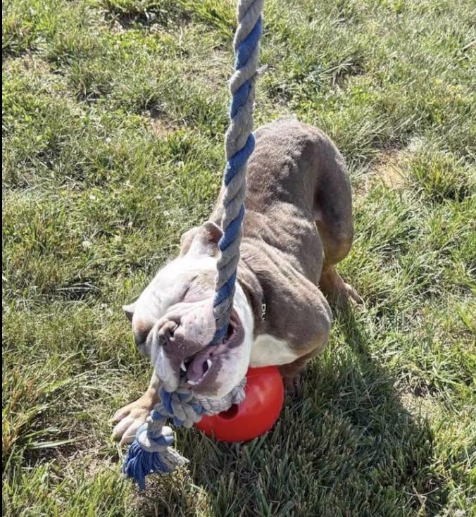 Enlarge Hopper, a Adoptable American Bulldog in Chambersburg, PA image 3/3