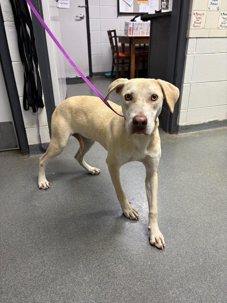 Enlarge D067-25, a Adoptable mixed breed in Tifton, GA image 1/1