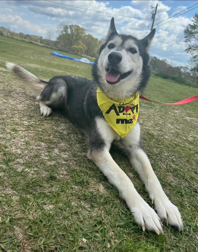 Enlarge Cable, a Adoptable Husky in Troy, AL image 1/2