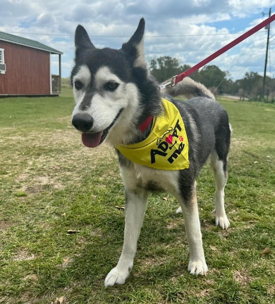 Enlarge Cable, a Adoptable Husky in Troy, AL image 2/2