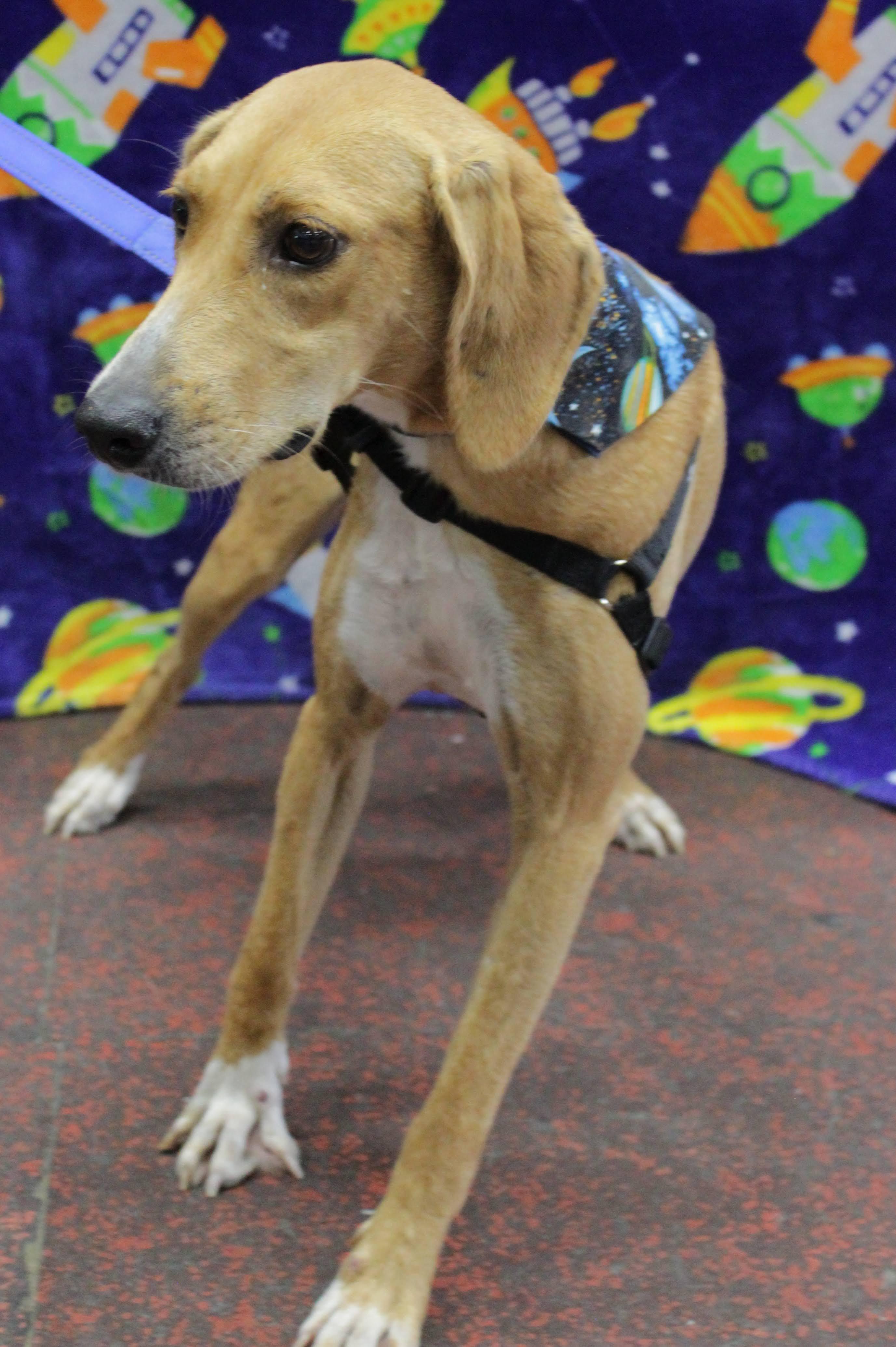 Nova, Adopted, Adult Female Hound.