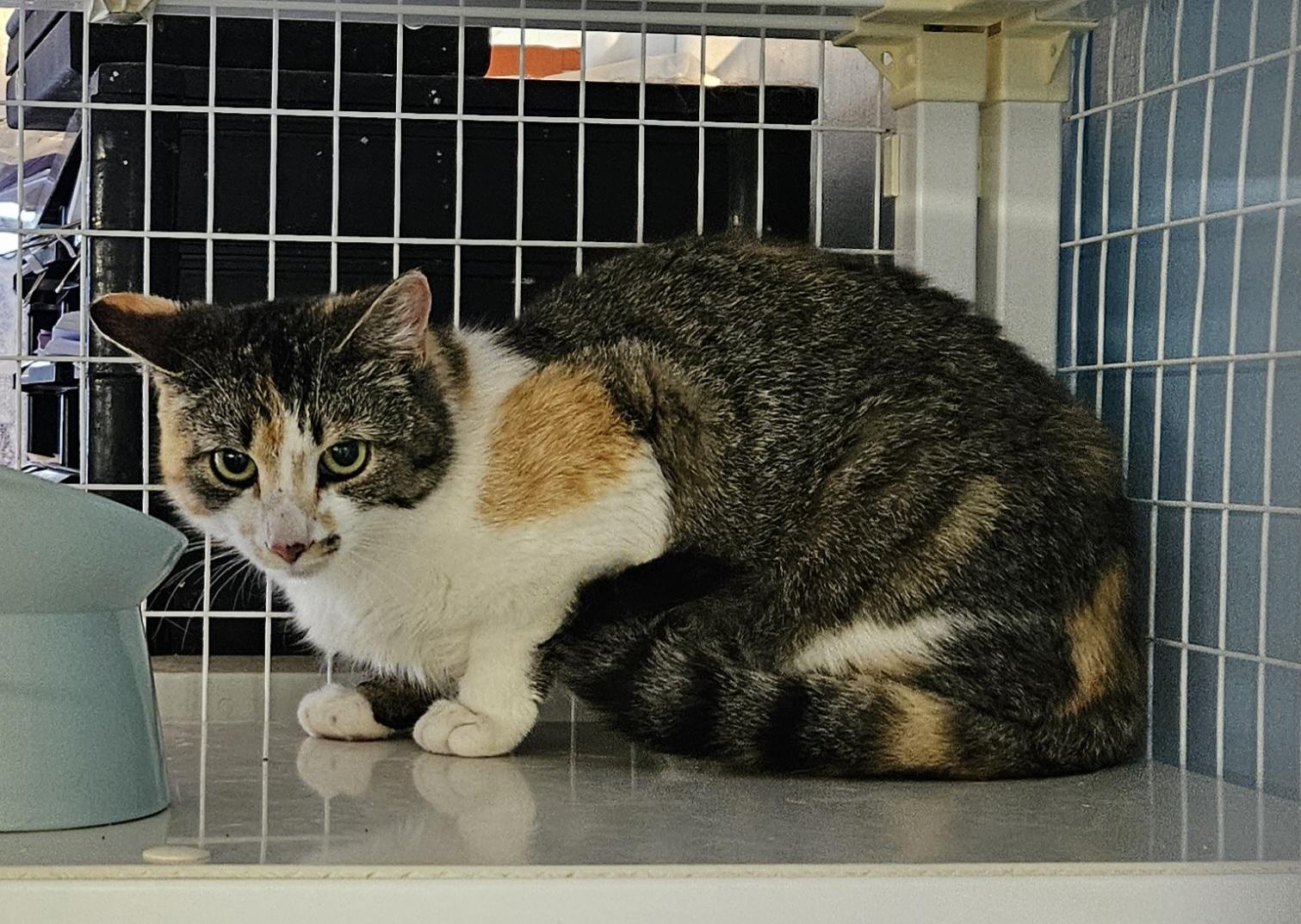 Harp, ADOPTABLE, Adult Female Domestic Short Hair.