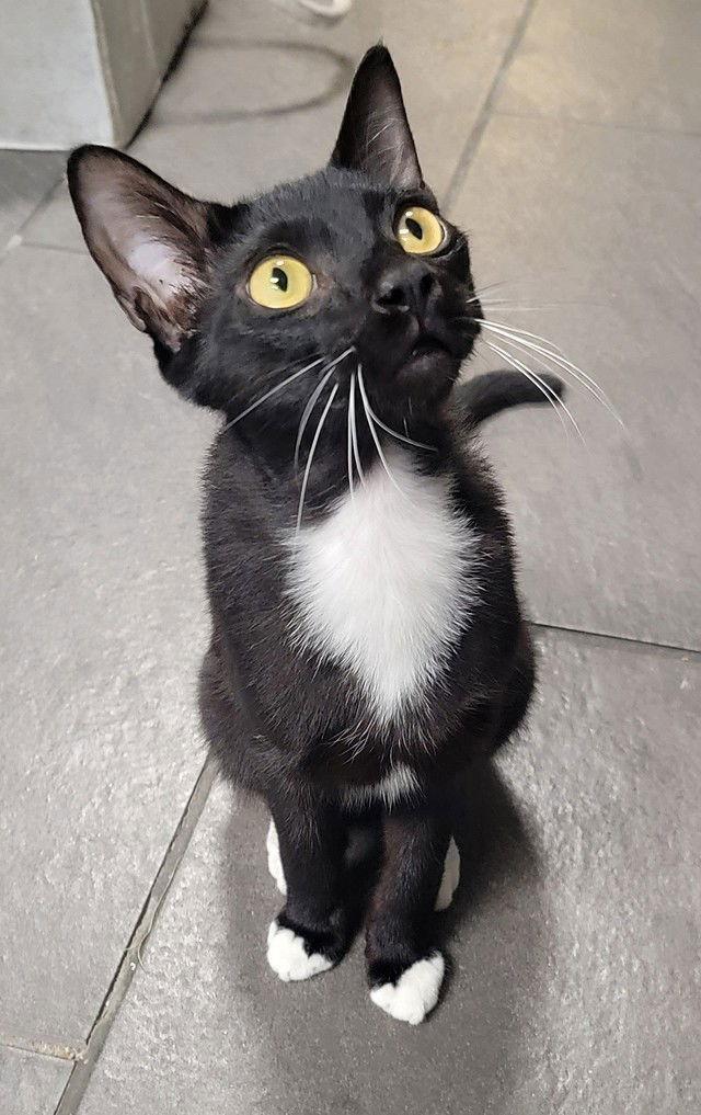 Enlarge Night Light, a Adoptable Domestic Short Hair in Tampa, FL image 2/5