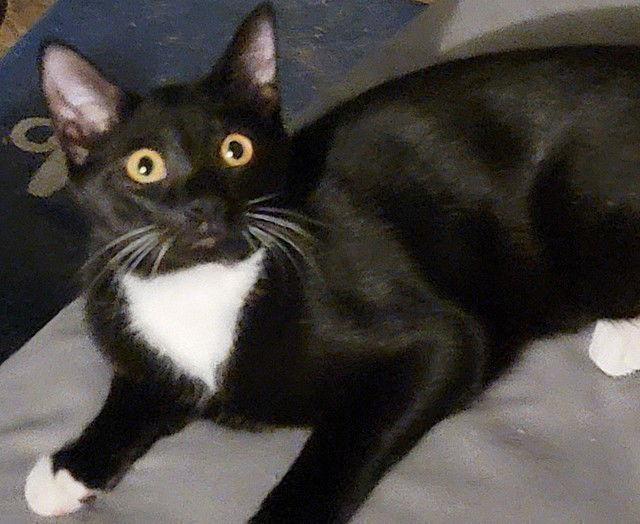 Enlarge Night Light, a Adoptable Domestic Short Hair in Tampa, FL image 3/5