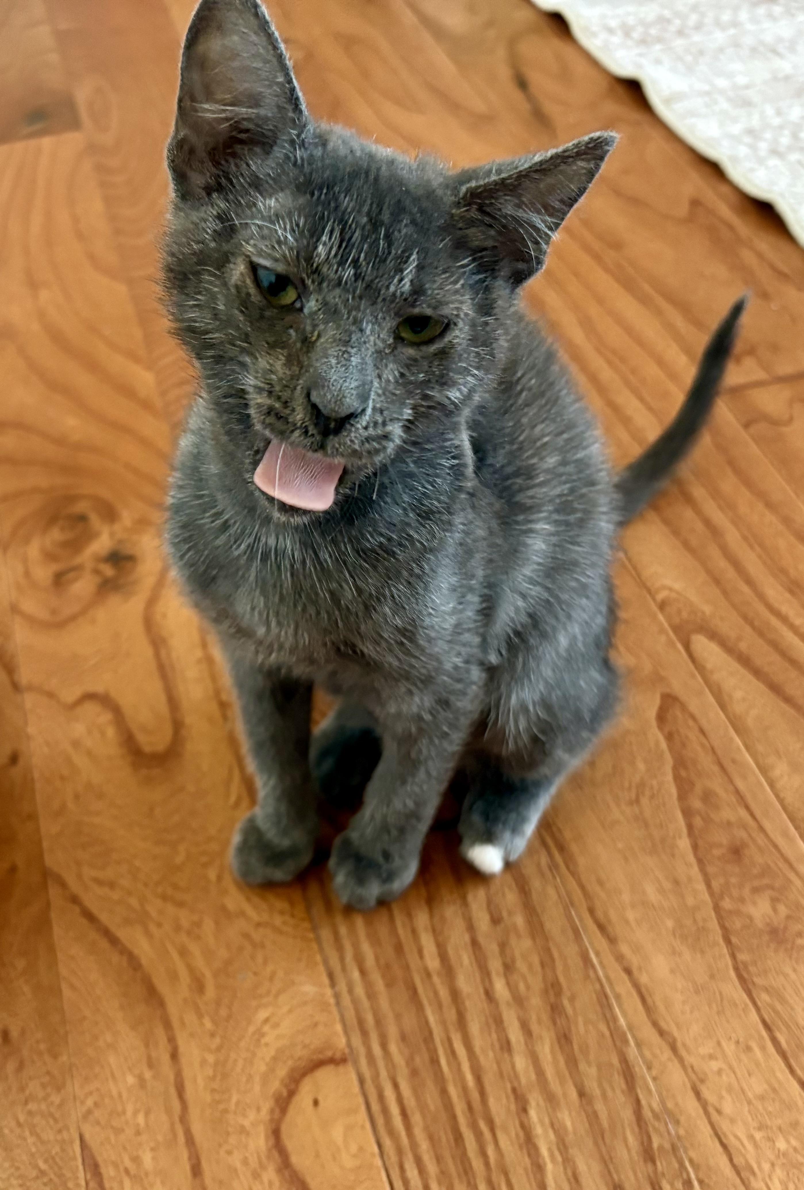 Hazel