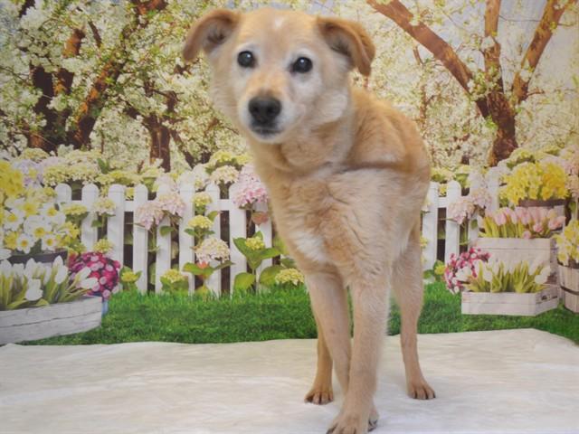 SONNY, Adoptable, Adult Male Carolina Dog & Australian Cattle Dog / Blue Heeler.
