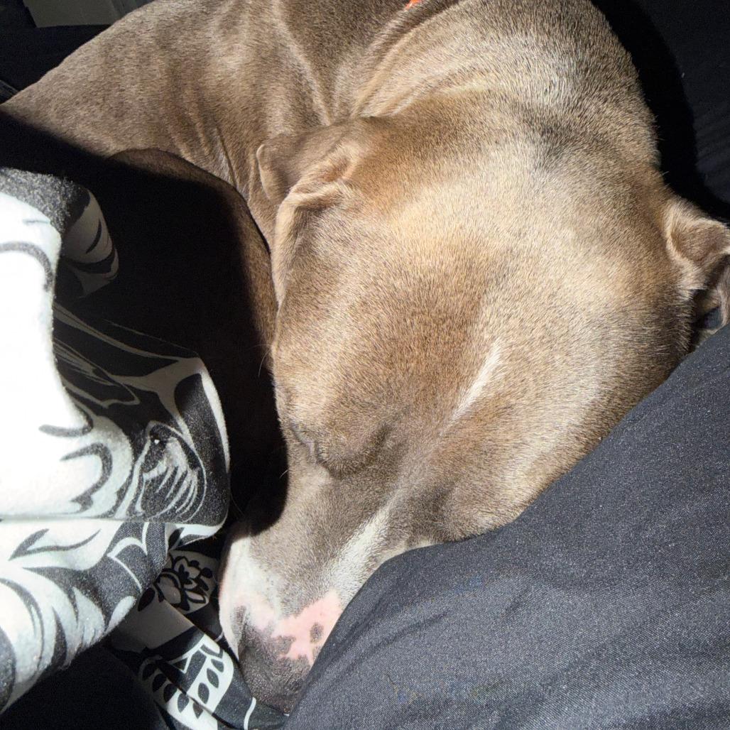 Tulip, Adoptable, Adult Female American Bulldog.