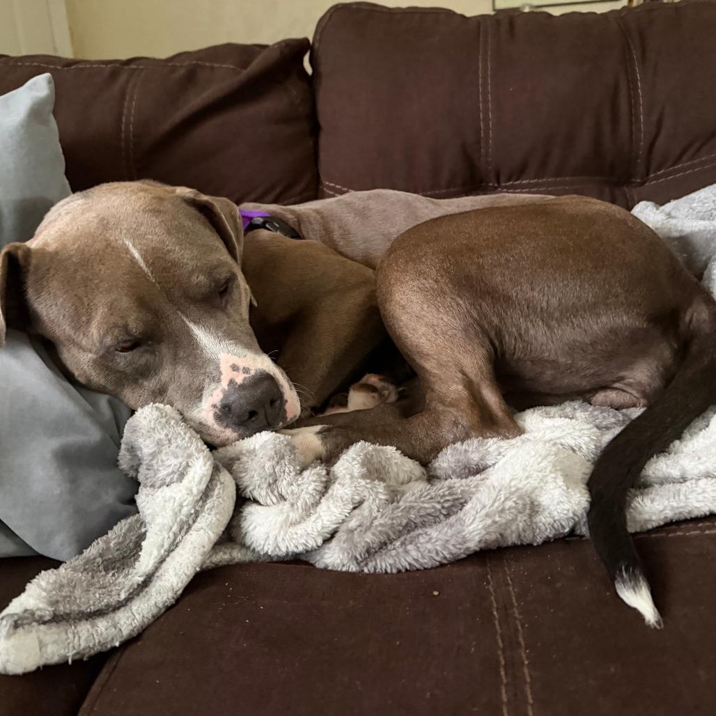 Enlarge Tulip, a Adoptable American Bulldog in West Palm Beach, FL image 2/6