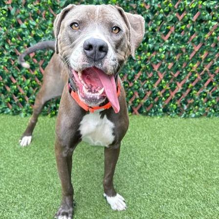 Enlarge Tulip, a Adoptable American Bulldog in West Palm Beach, FL image 3/6