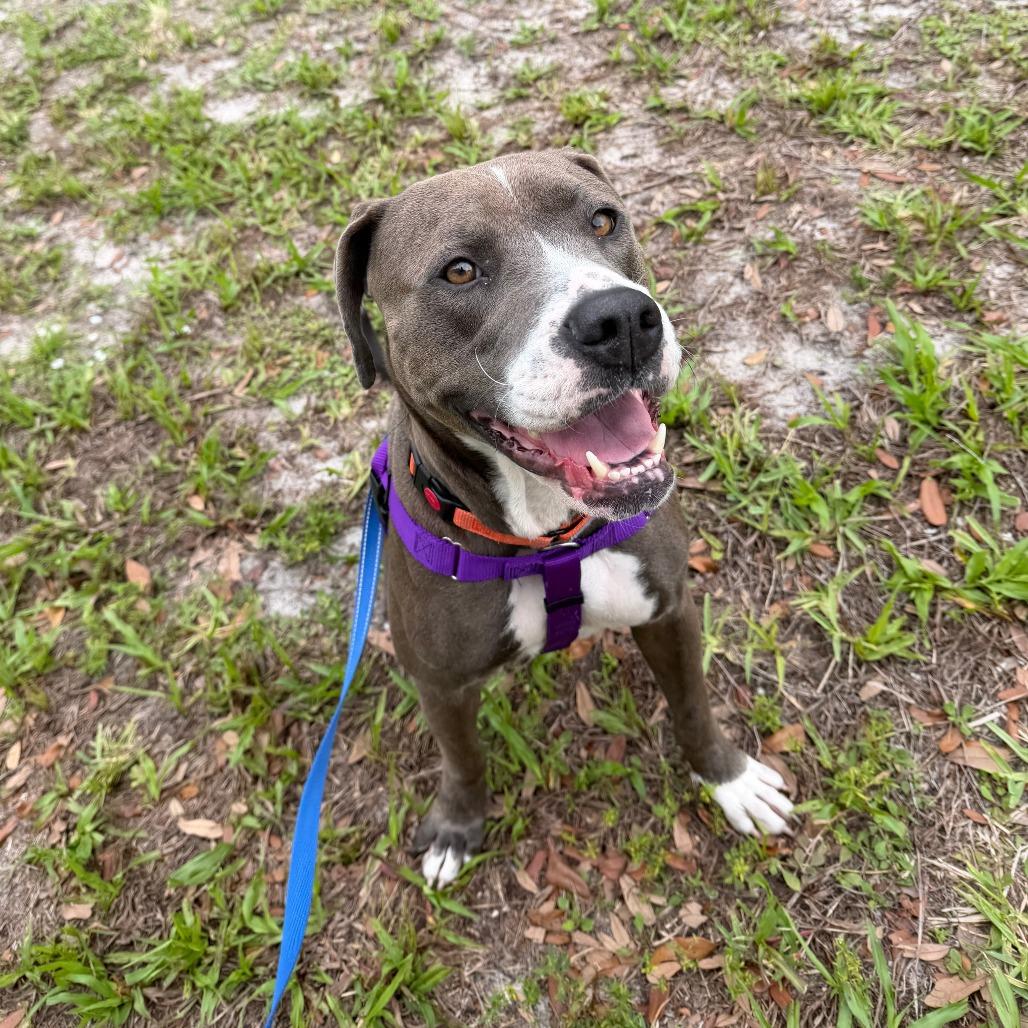 Enlarge Tulip, a Adoptable American Bulldog in West Palm Beach, FL image 4/6