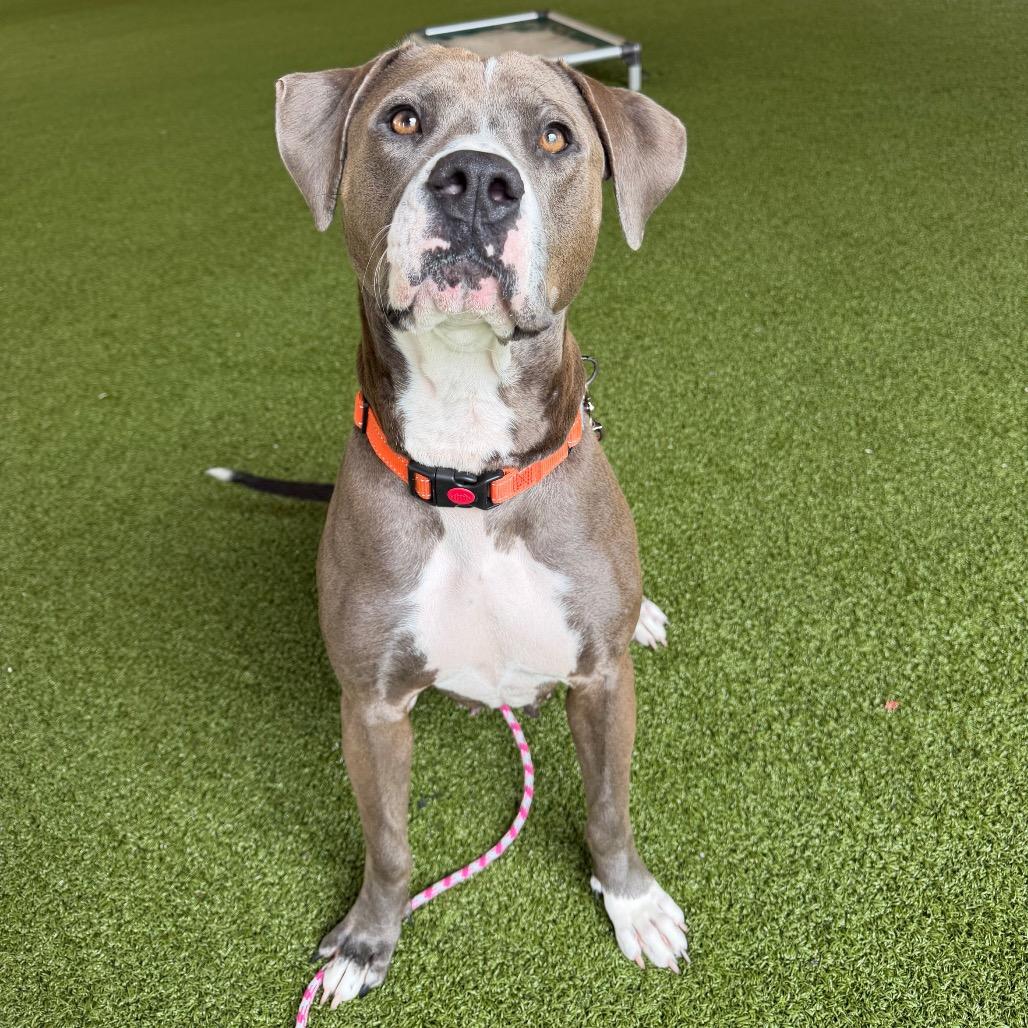 Enlarge Tulip, a Adoptable American Bulldog in West Palm Beach, FL image 5/6