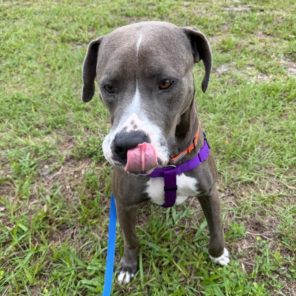 Enlarge Tulip, a Adoptable American Bulldog in West Palm Beach, FL image 6/6