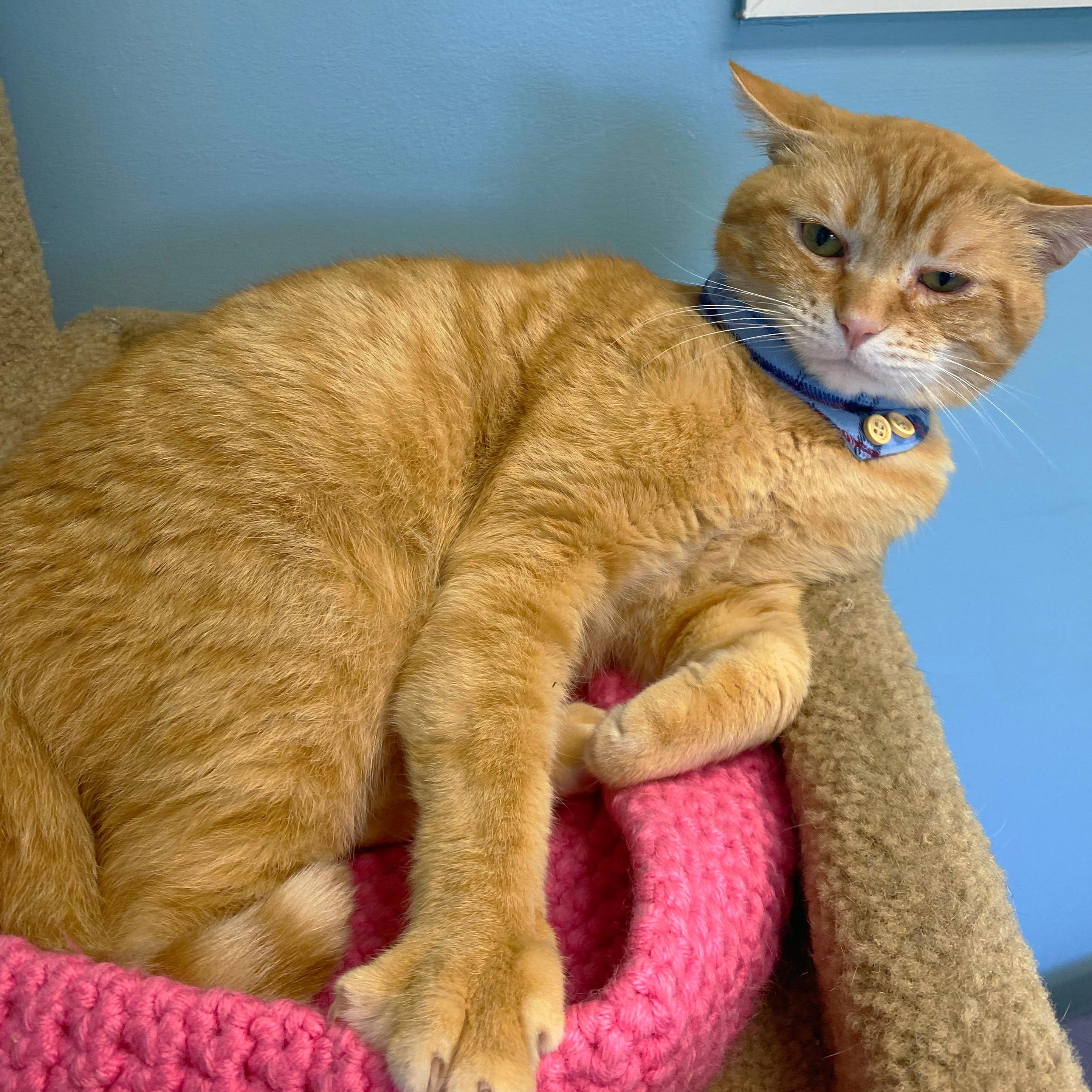 Tom, a Adoptable Domestic Short Hair in Godfrey, IL image 2/5