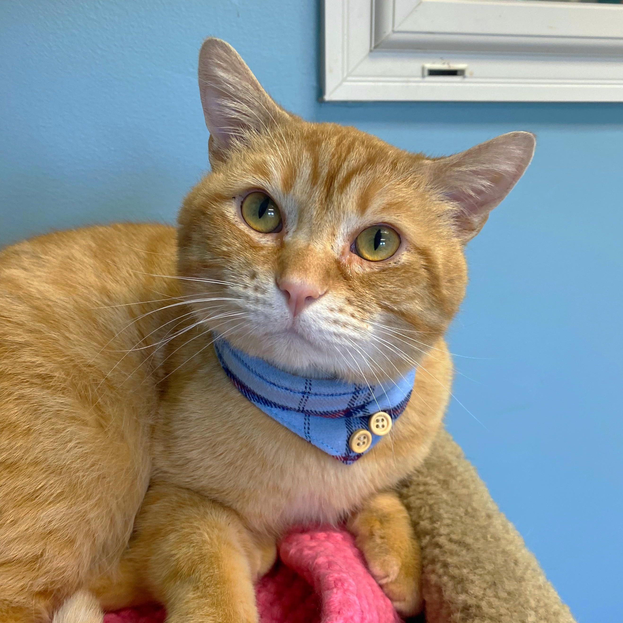 Tom, a Adoptable Domestic Short Hair in Godfrey, IL image 3/5