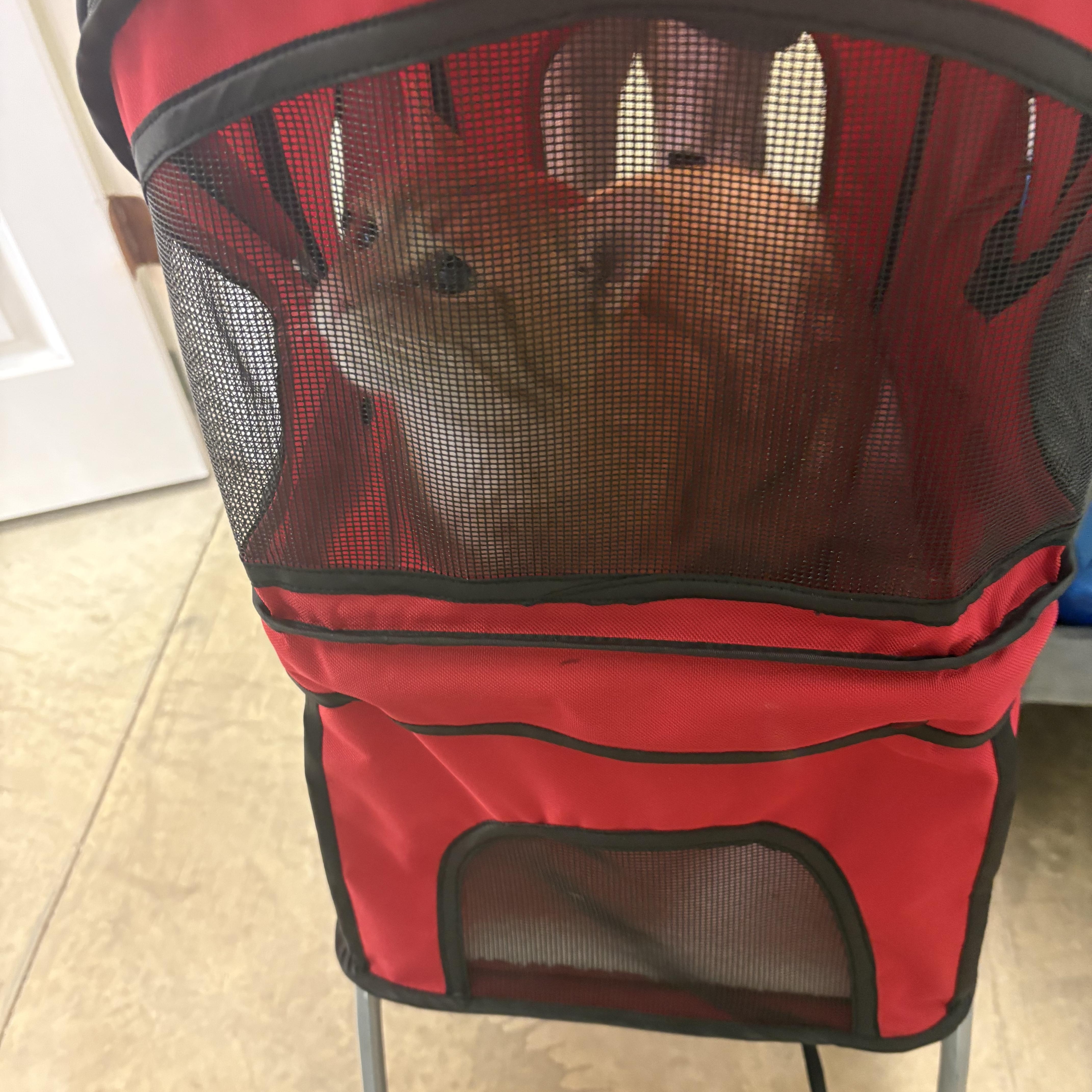 Tom, a Adoptable Domestic Short Hair in Godfrey, IL image 5/5