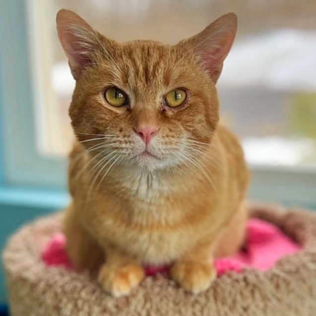 Tom, a Adoptable Domestic Short Hair in Godfrey, IL image 1/5
