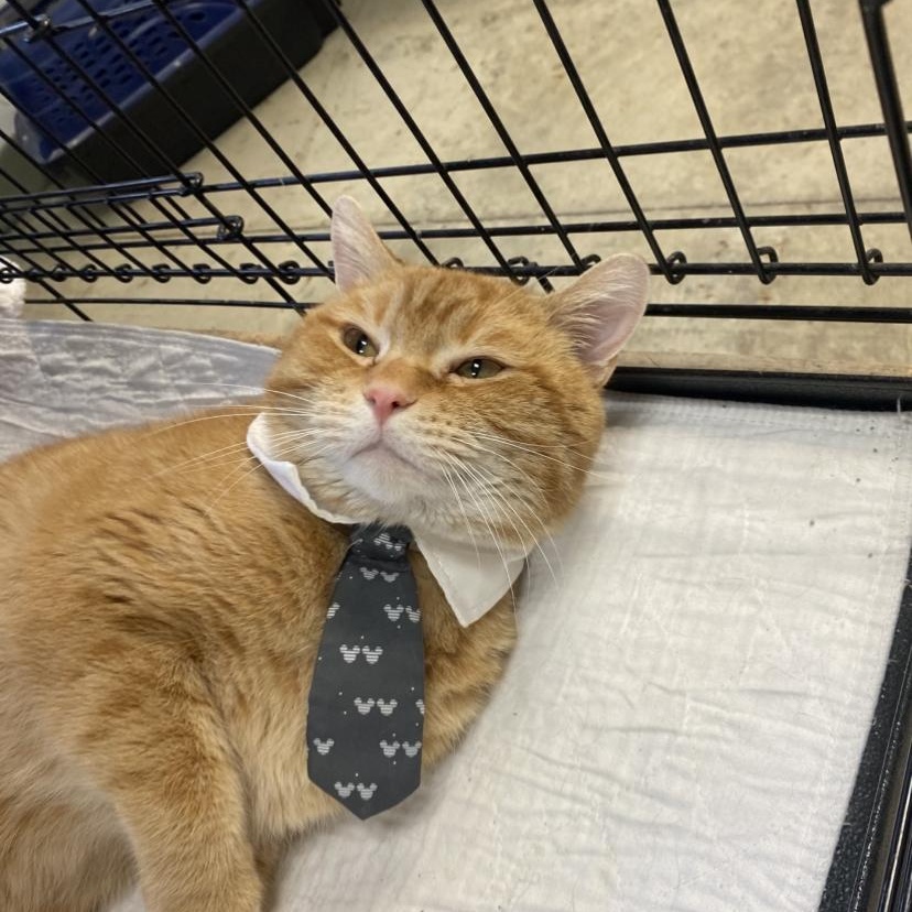 Tom, a Adoptable Domestic Short Hair in Godfrey, IL image 4/5