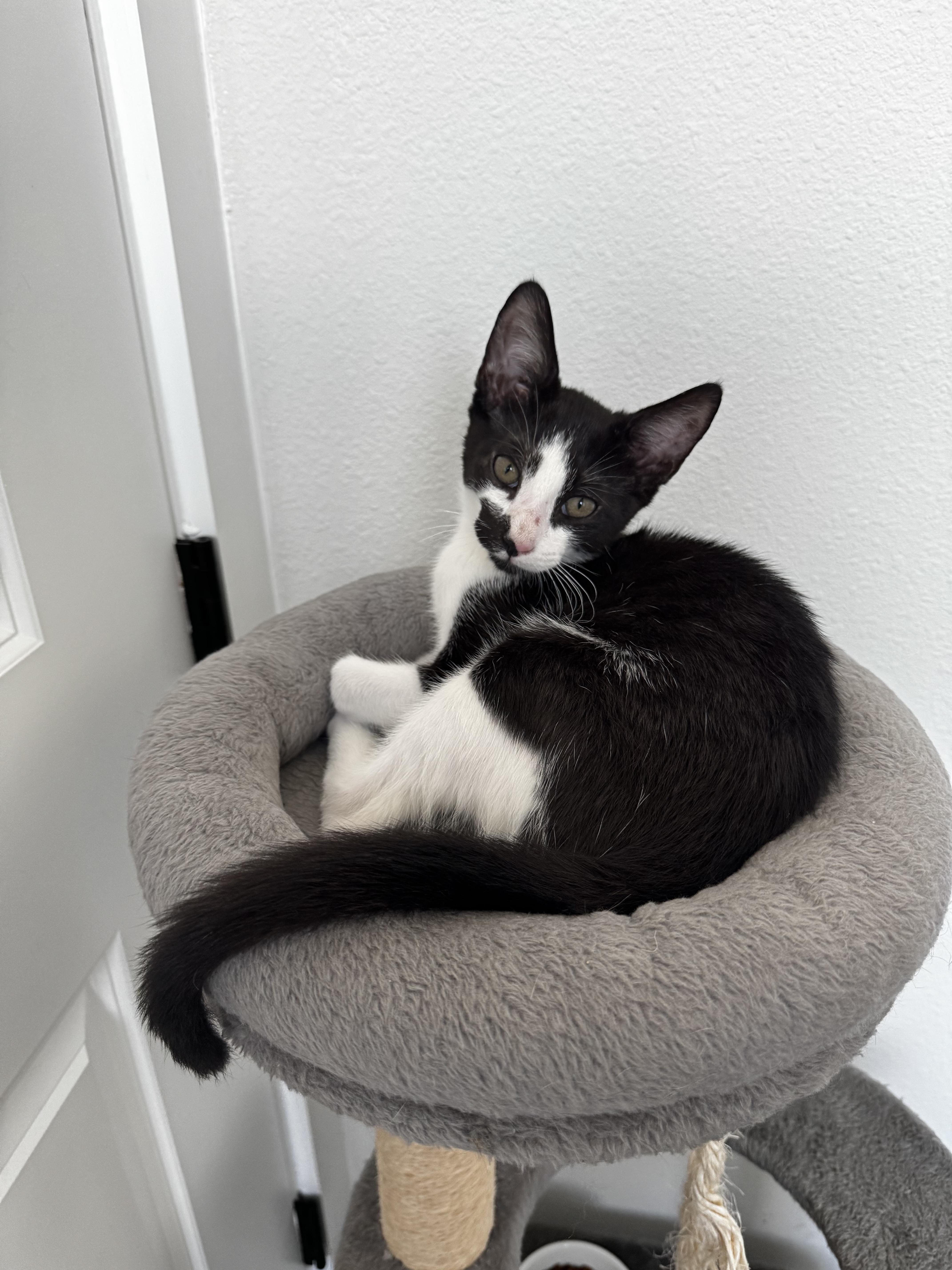 Enlarge FOMO, a Adopted mixed breed in St Petersburg, FL image 5/6