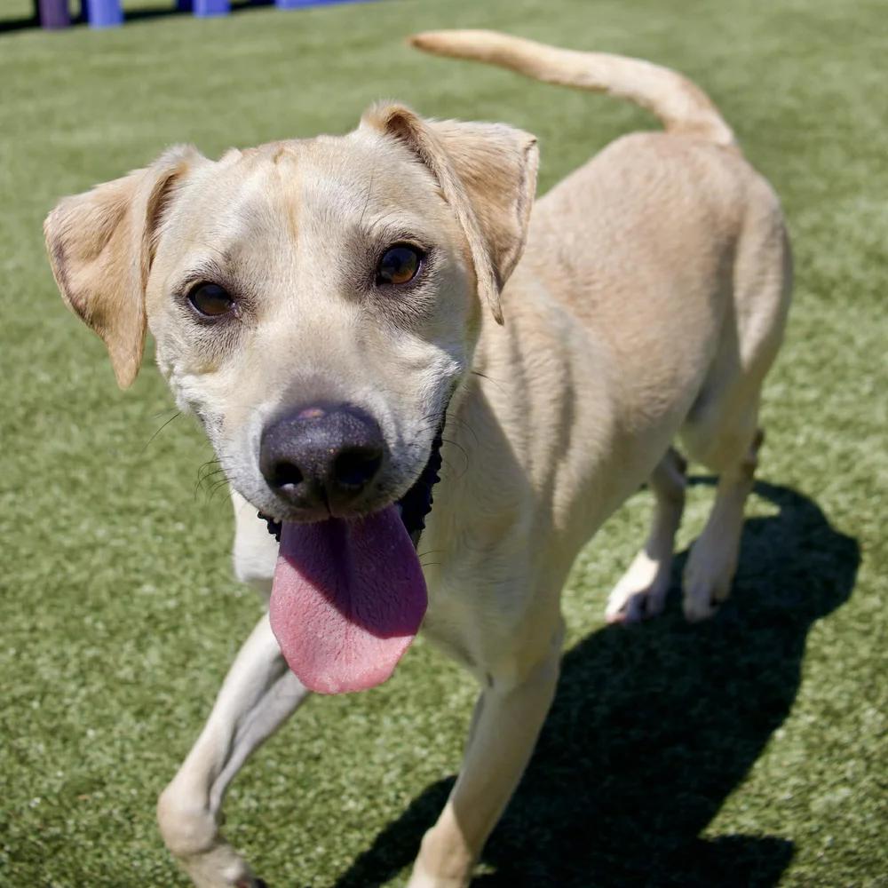 Enlarge Baxter, a Adoptable mixed breed in Godfrey, IL image 4/5