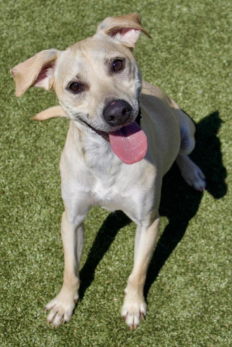Enlarge Baxter, a Adoptable mixed breed in Godfrey, IL image 3/5