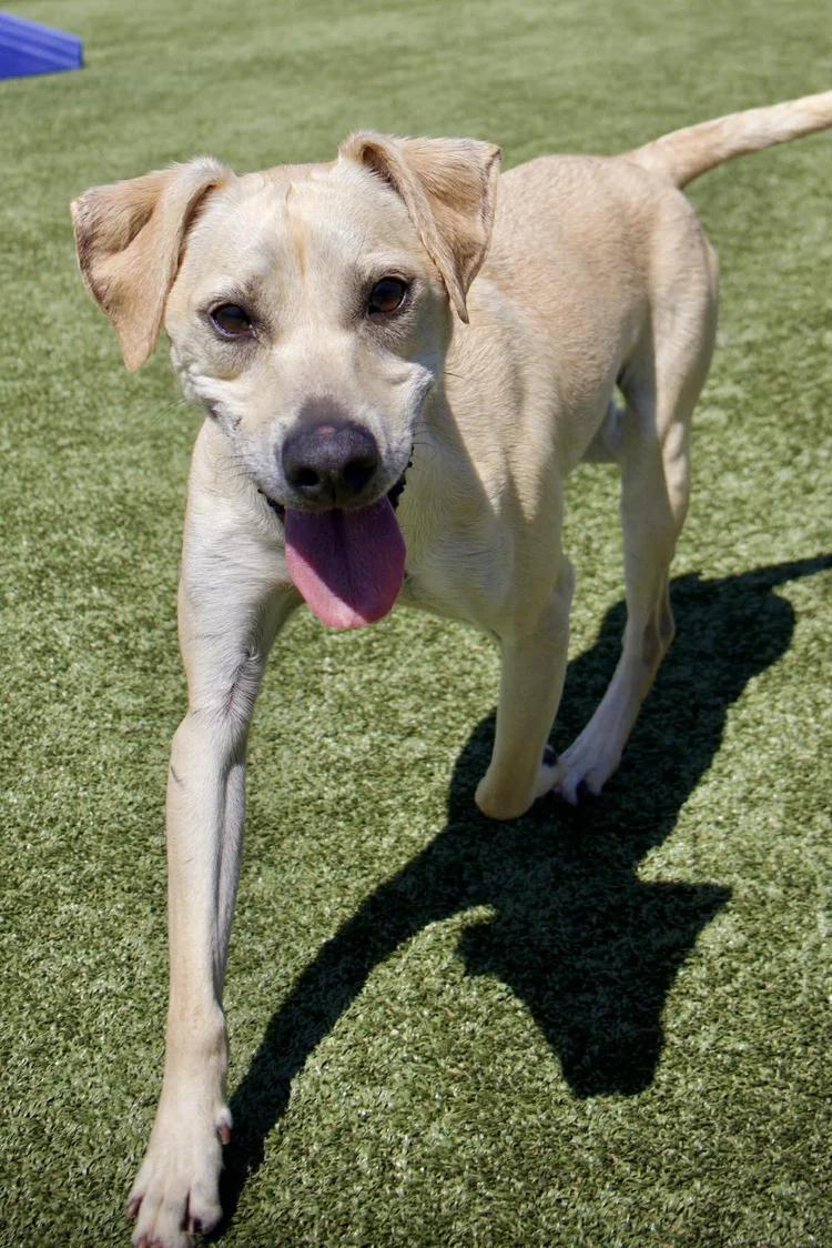 Enlarge Baxter, a Adoptable mixed breed in Godfrey, IL image 2/5