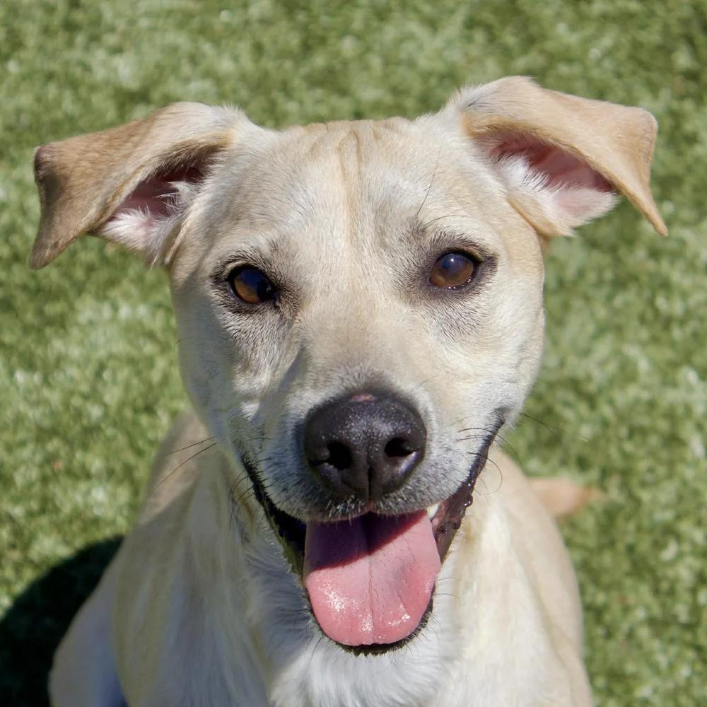 Enlarge Baxter, a Adoptable mixed breed in Godfrey, IL image 5/5