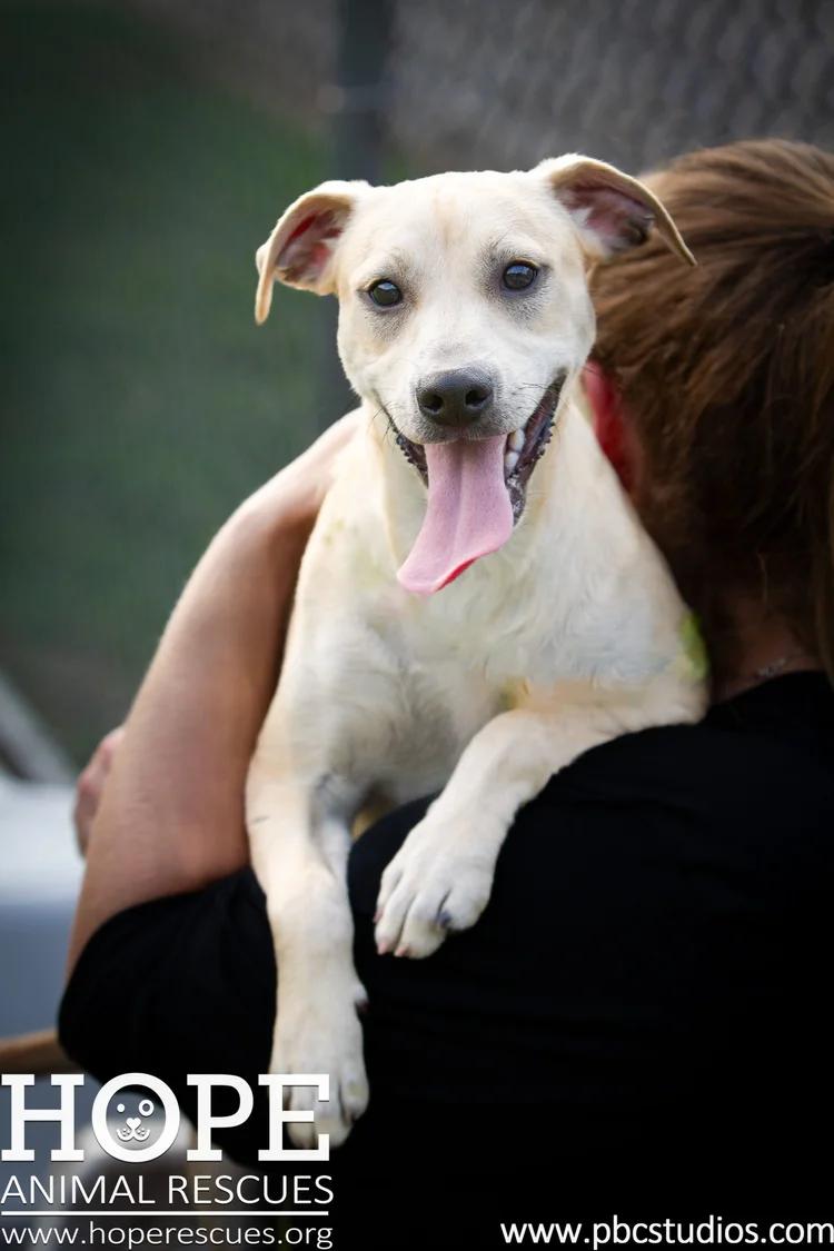 Baxter, Adoptable, Adult Male Yellow Labrador Retriever & Beagle.