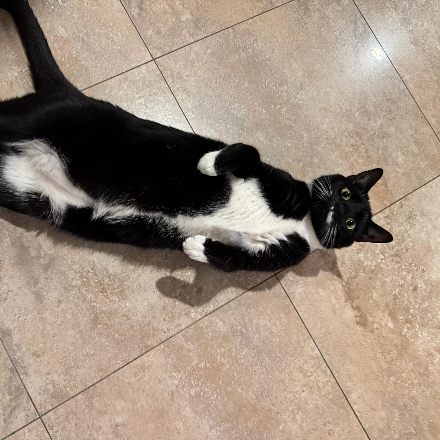 Enlarge Bandit, a Adoptable Domestic Short Hair in Brooklyn, NY image 2/6