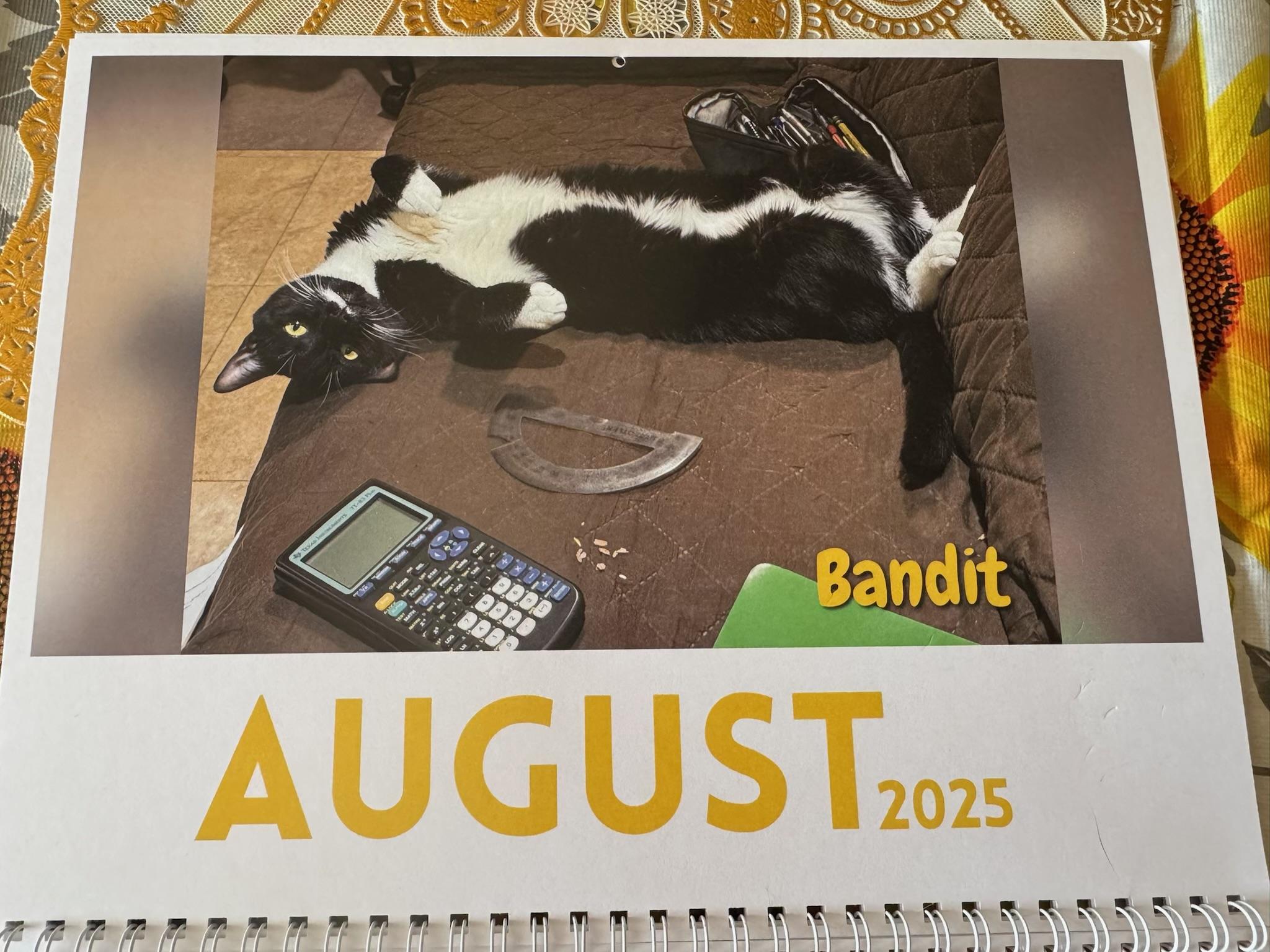 Enlarge Bandit, a Adoptable Domestic Short Hair in Brooklyn, NY image 3/6