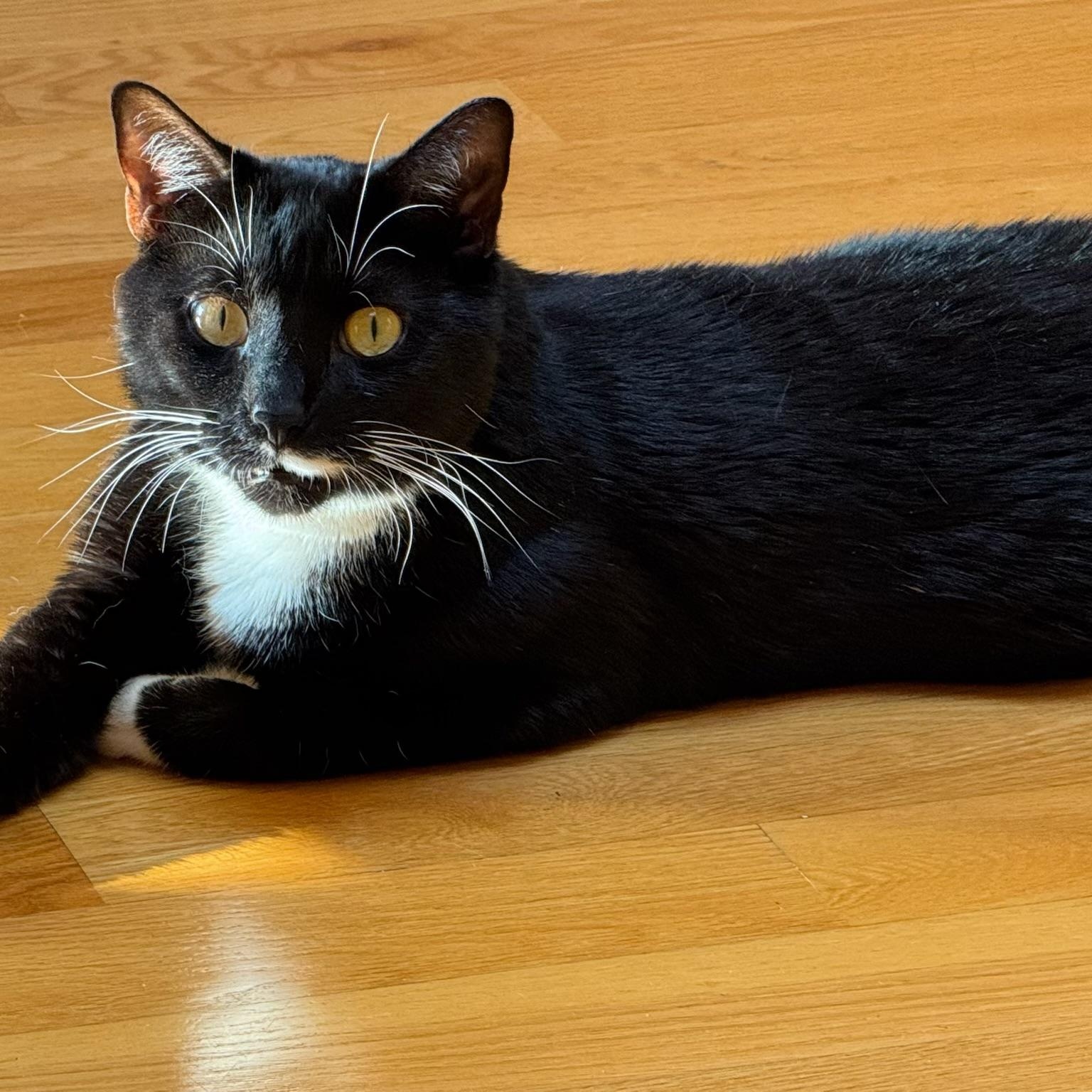 Enlarge Bandit, a Adoptable Domestic Short Hair in Brooklyn, NY image 1/6