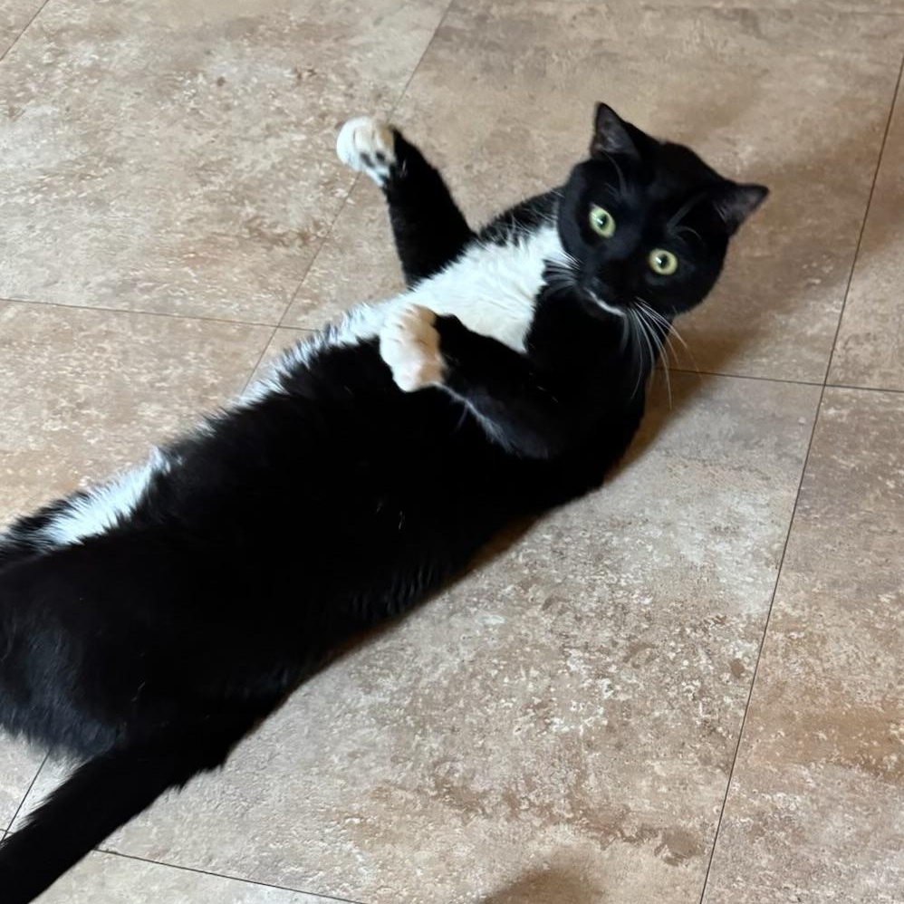 Enlarge Bandit, a Adoptable Domestic Short Hair in Brooklyn, NY image 6/6