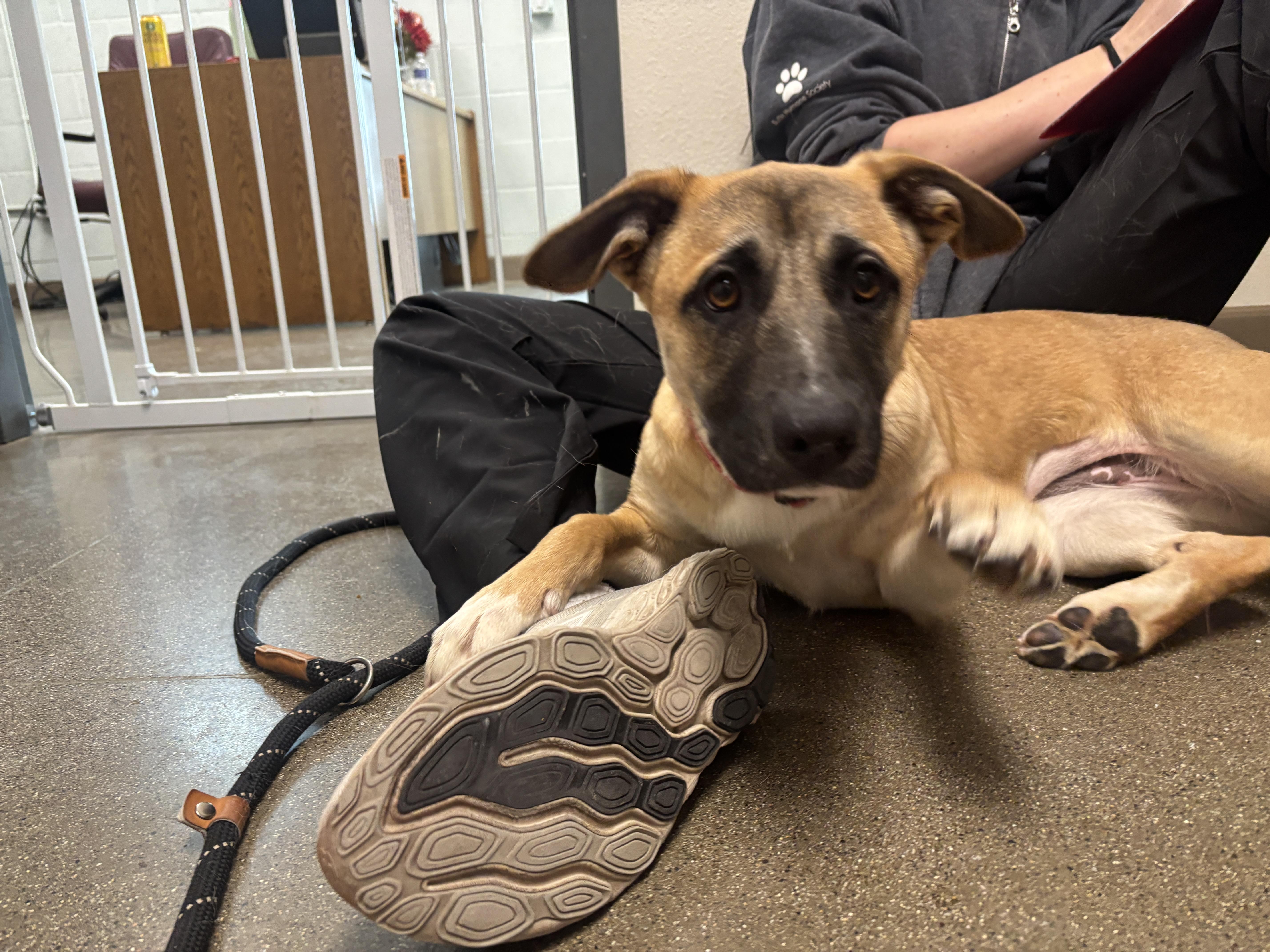 Tracy, a Adoptable mixed breed in Chico, CA image 1/2