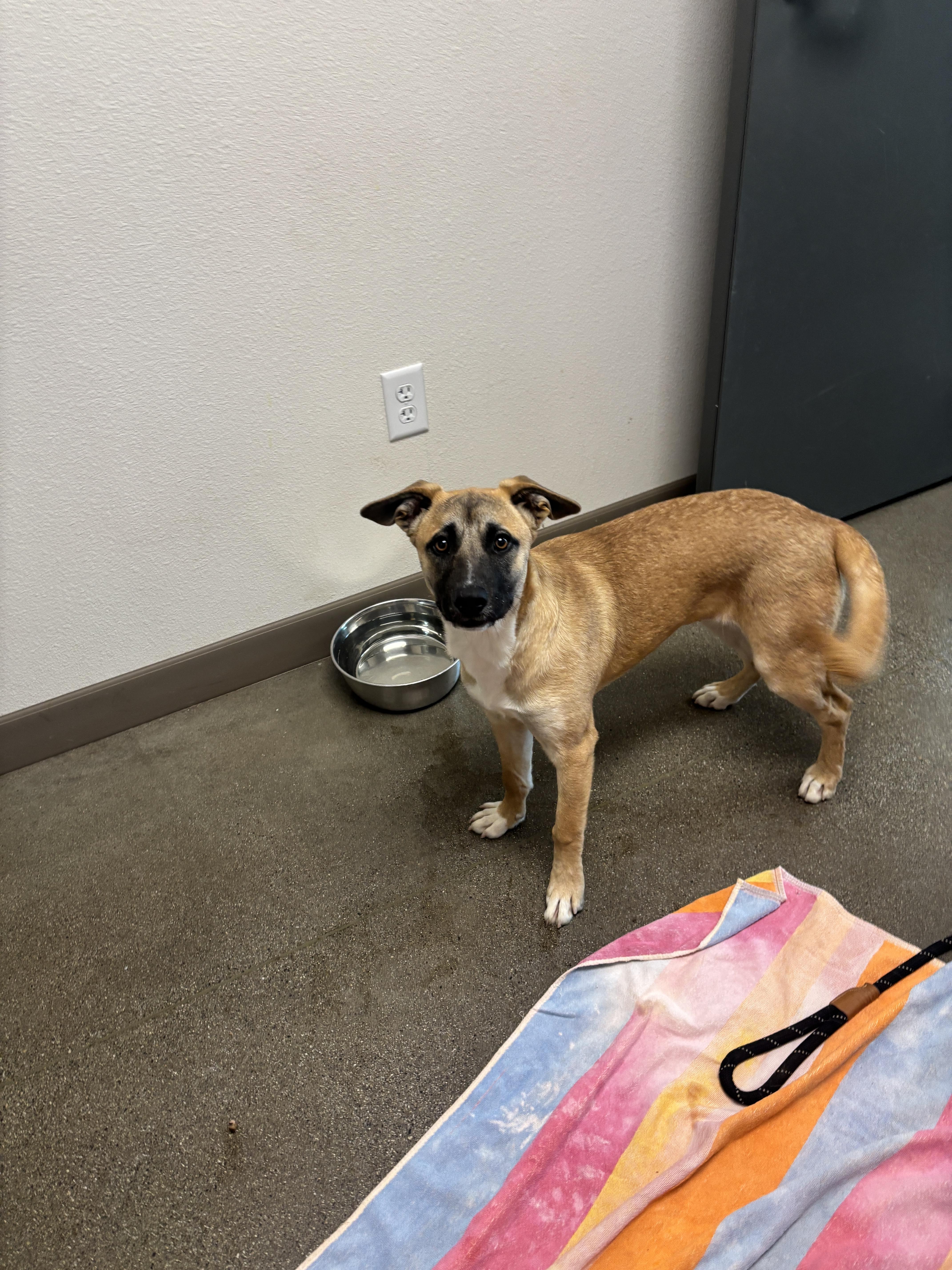 Tracy, a Adoptable mixed breed in Chico, CA image 2/2