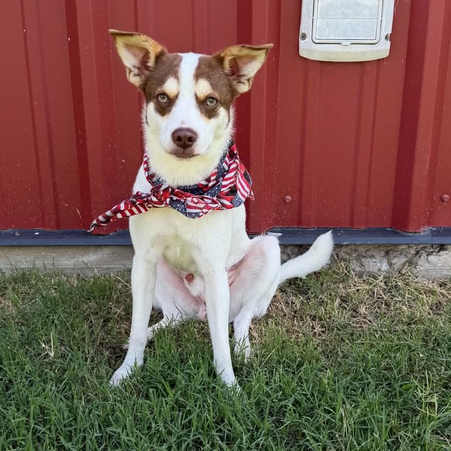 RASCAL IS 16 POUNDS, Adoptable, Young Male Terrier & Dachshund.