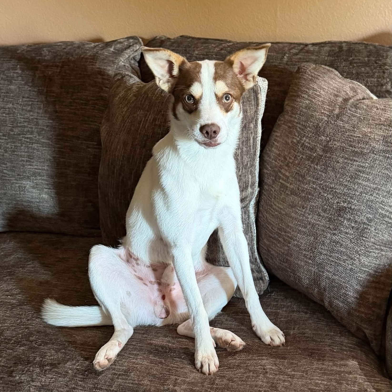 Enlarge RASCAL IS 16 POUNDS, a Adoptable mixed breed in allen, TX image 6/6