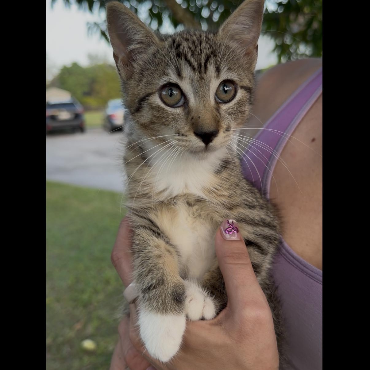Sapote, an adopted mixed breed in St Augustine , FL image 5/6