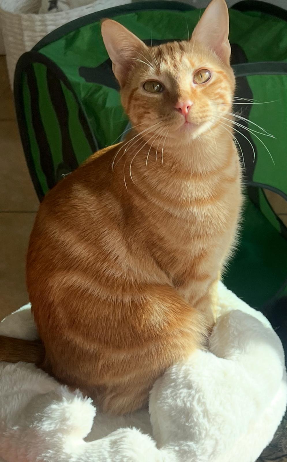 Enlarge Garfield, an adopted Tabby in Boston, MA image 3/4