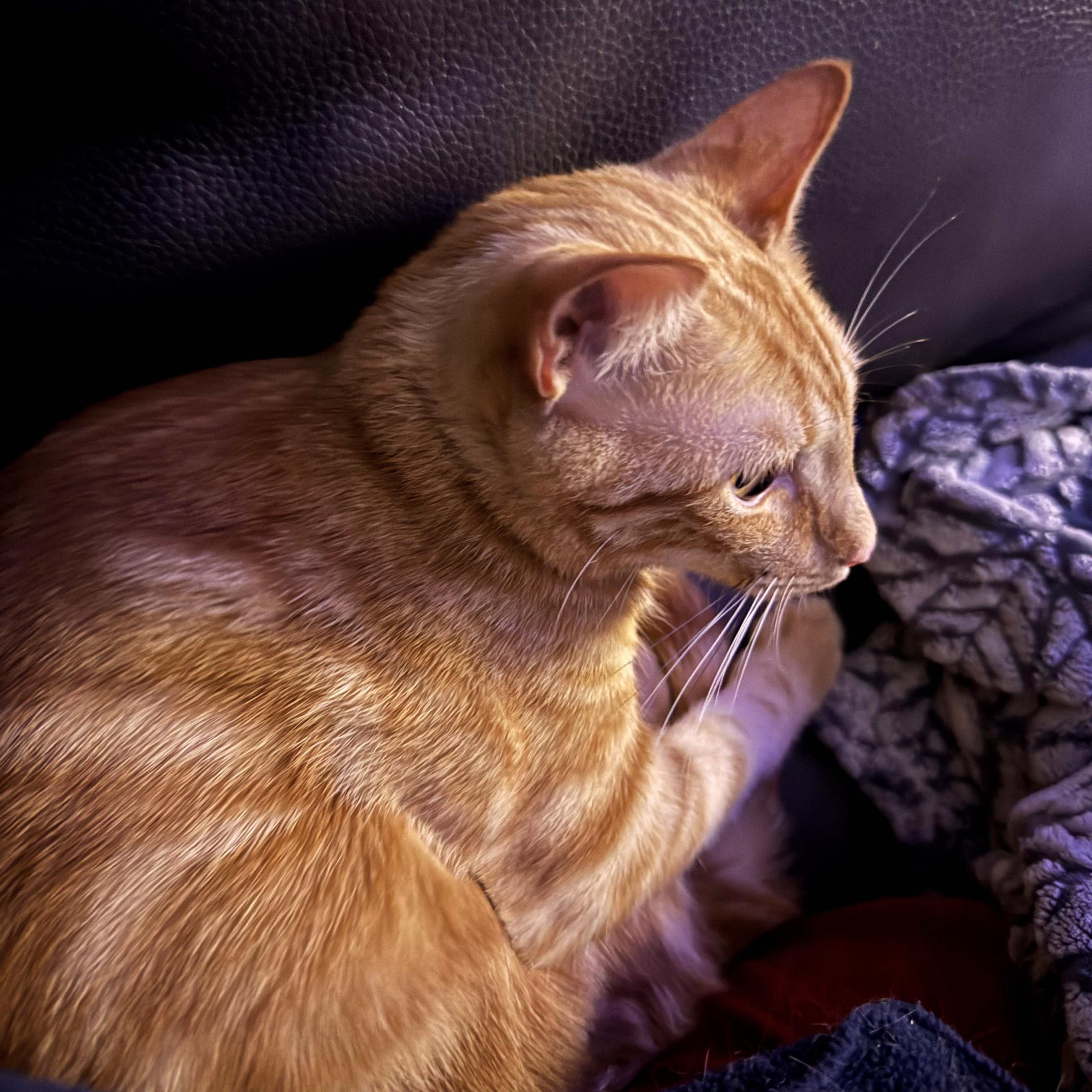 Enlarge Garfield, an adopted Tabby in Boston, MA image 2/4