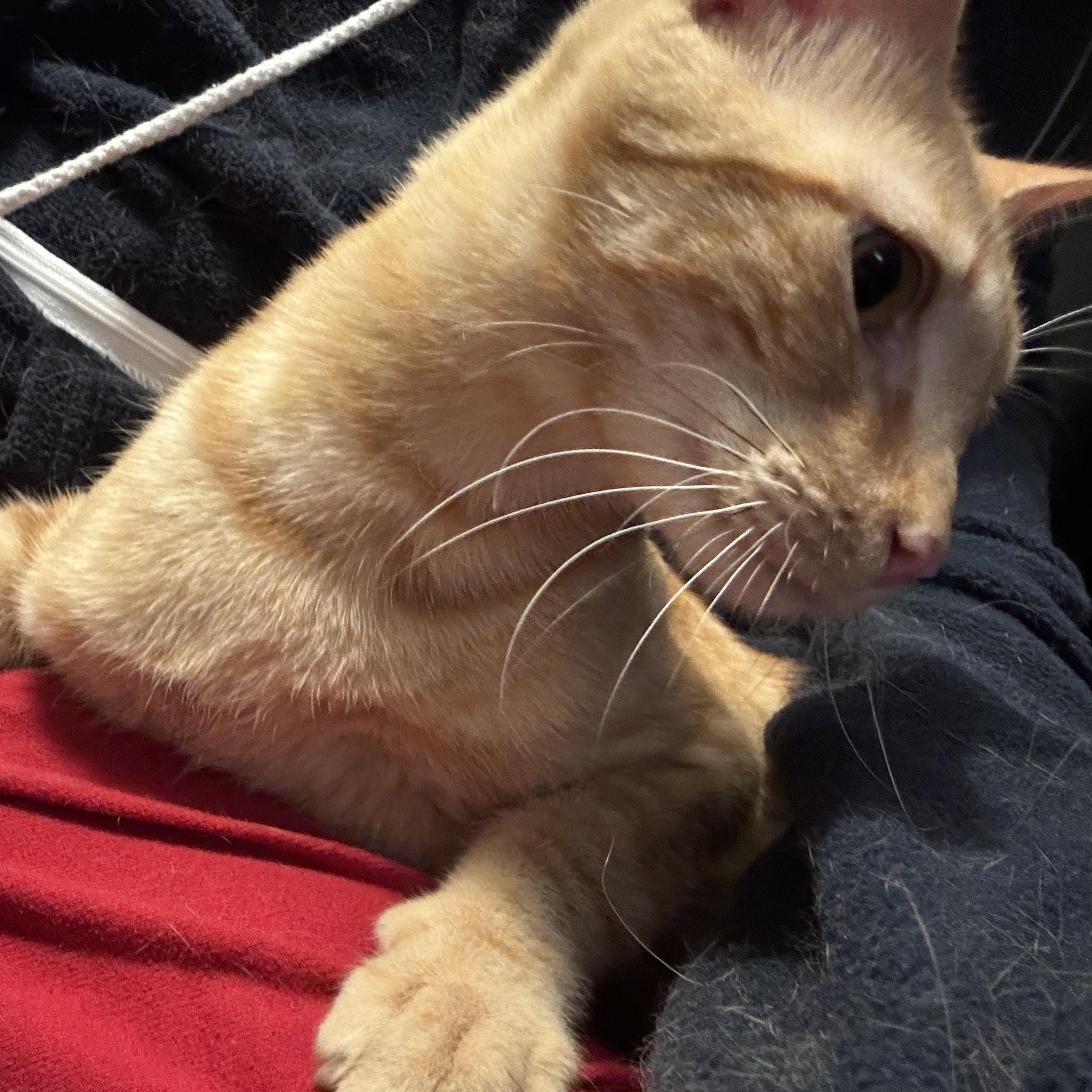 Enlarge Garfield, an adopted Tabby in Boston, MA image 4/4