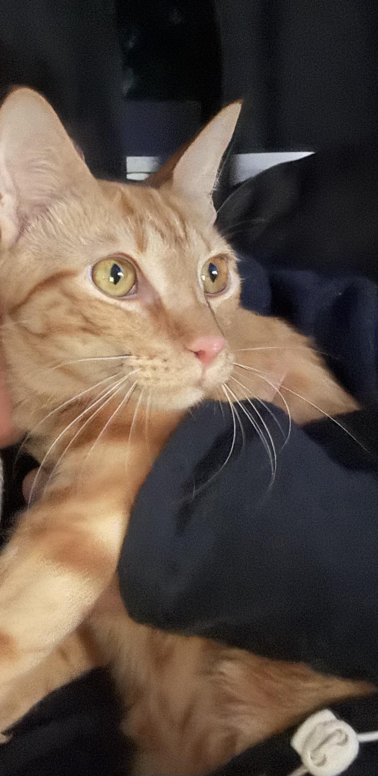 Garfield, adopted, Young Male Tabby.