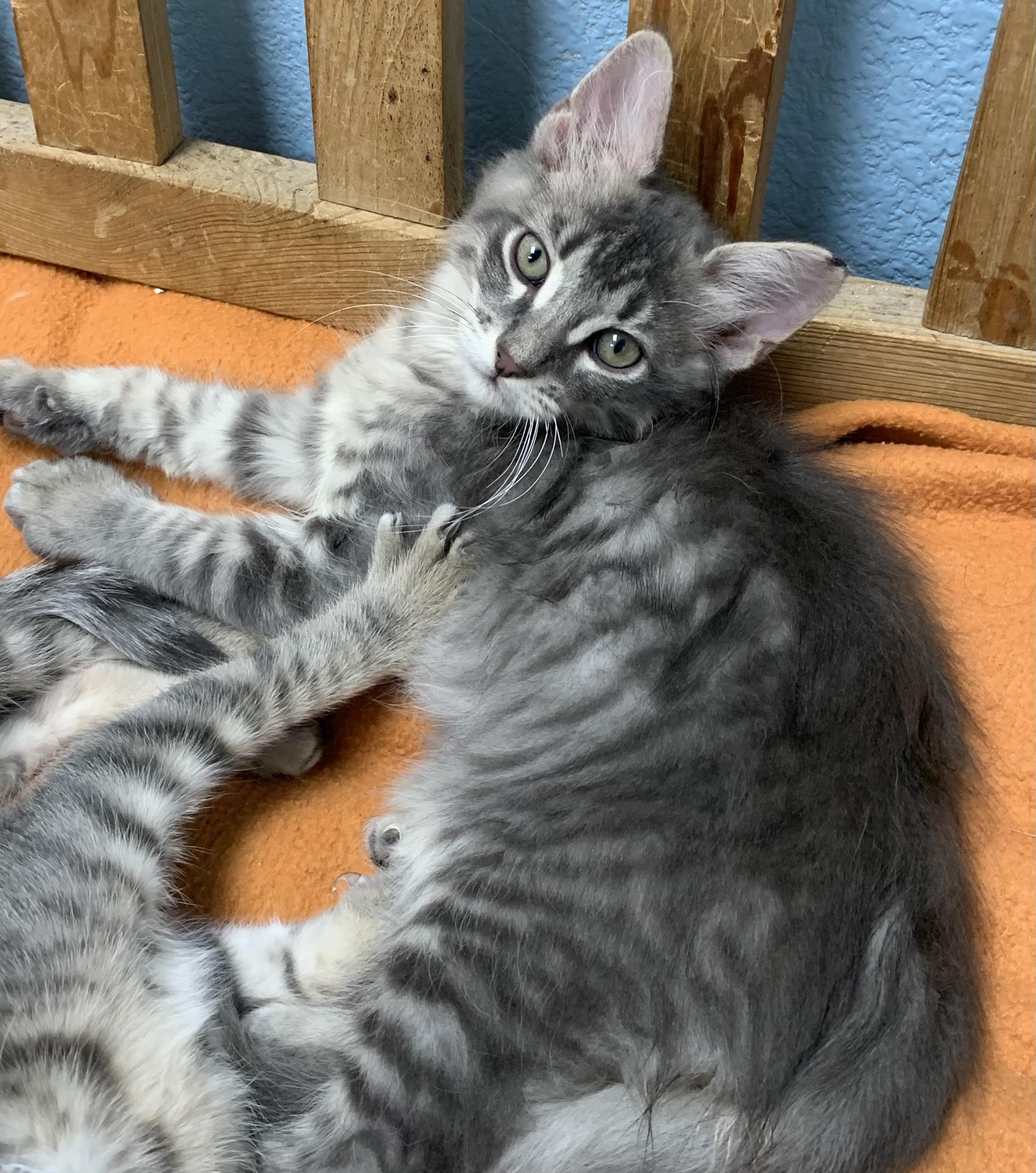 Hunk, ADOPTABLE, Kitten Male Domestic Short Hair.