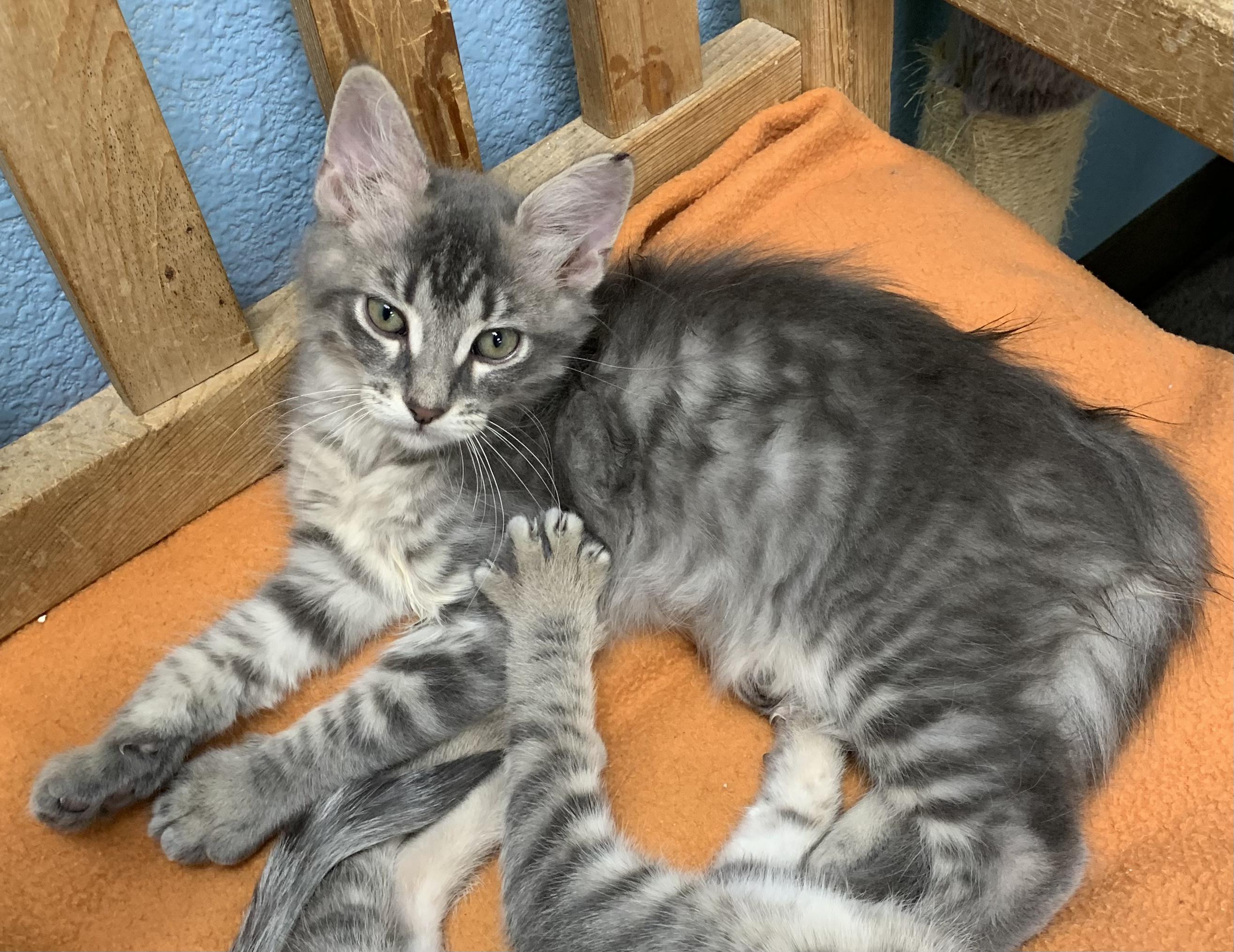 Enlarge Hunk, a ADOPTABLE mixed breed in Hollister, CA image 2/2